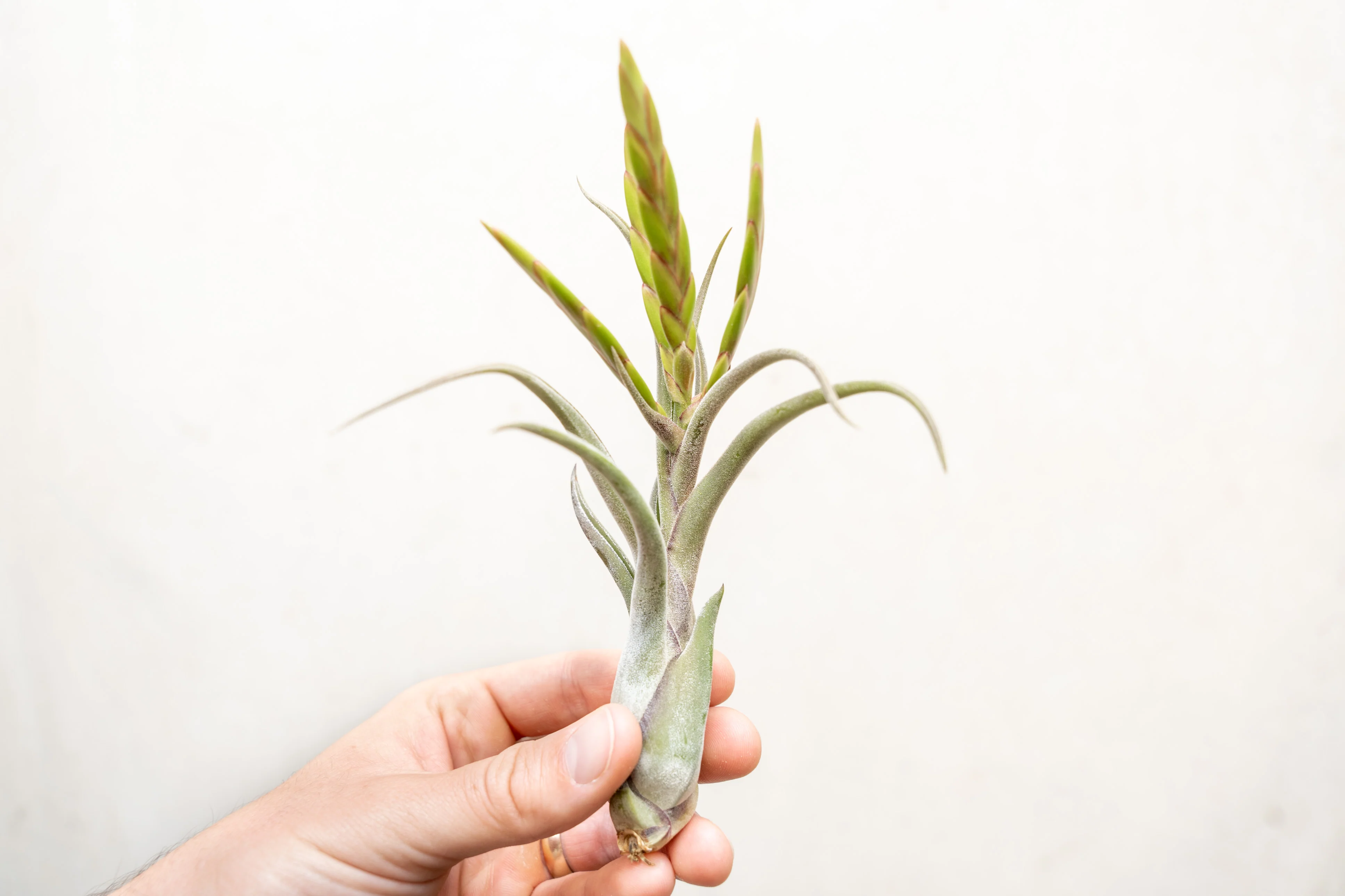 Wholesale Nursery Special: Tillandsia Caput Medusae Air Plants - Image 7