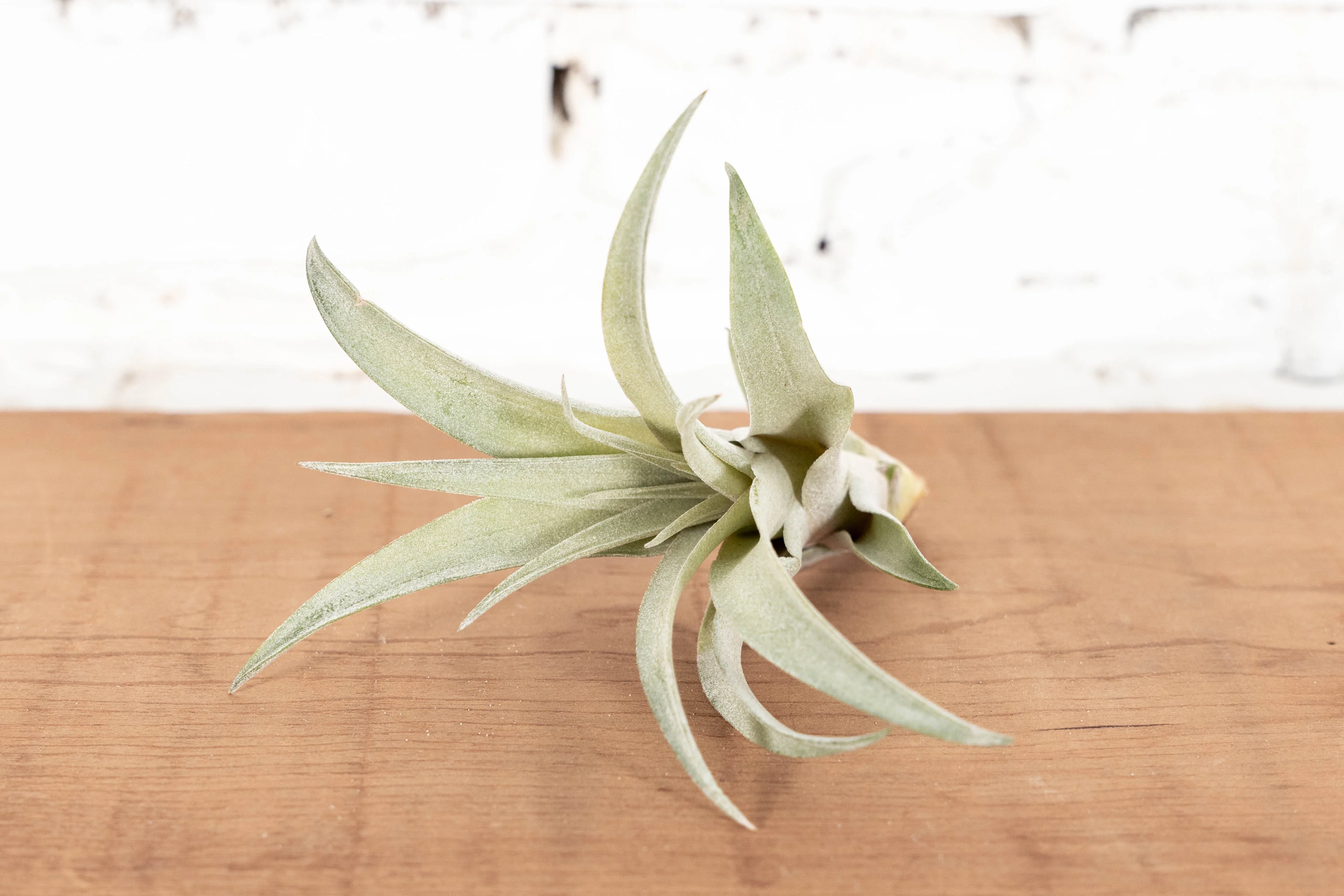 Wholesale Nursery Special: Tillandsia Capitata Peach Air Plants