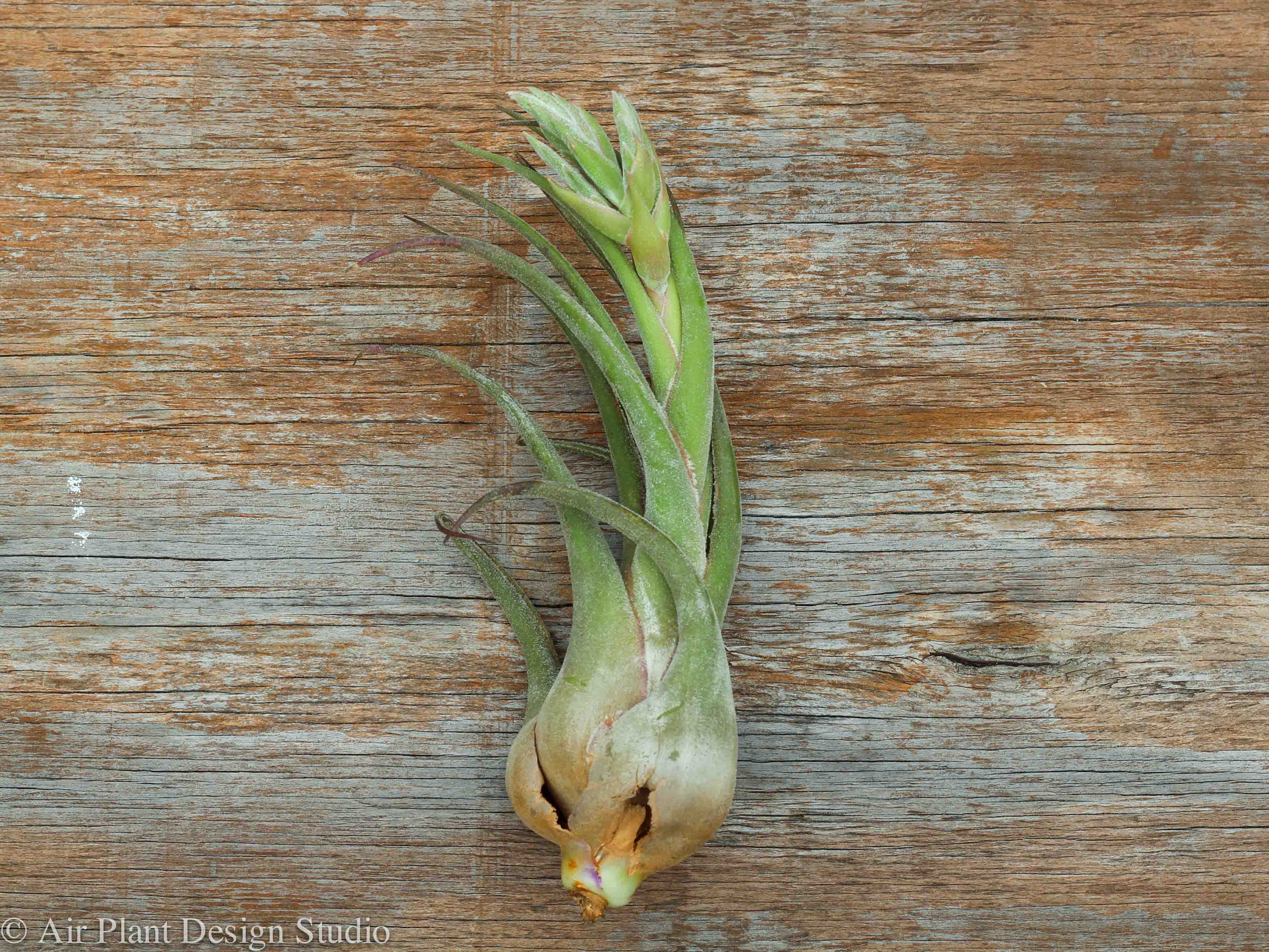 Wholesale Nursery Special: Tillandsia Seleriana Air Plants - Image 3