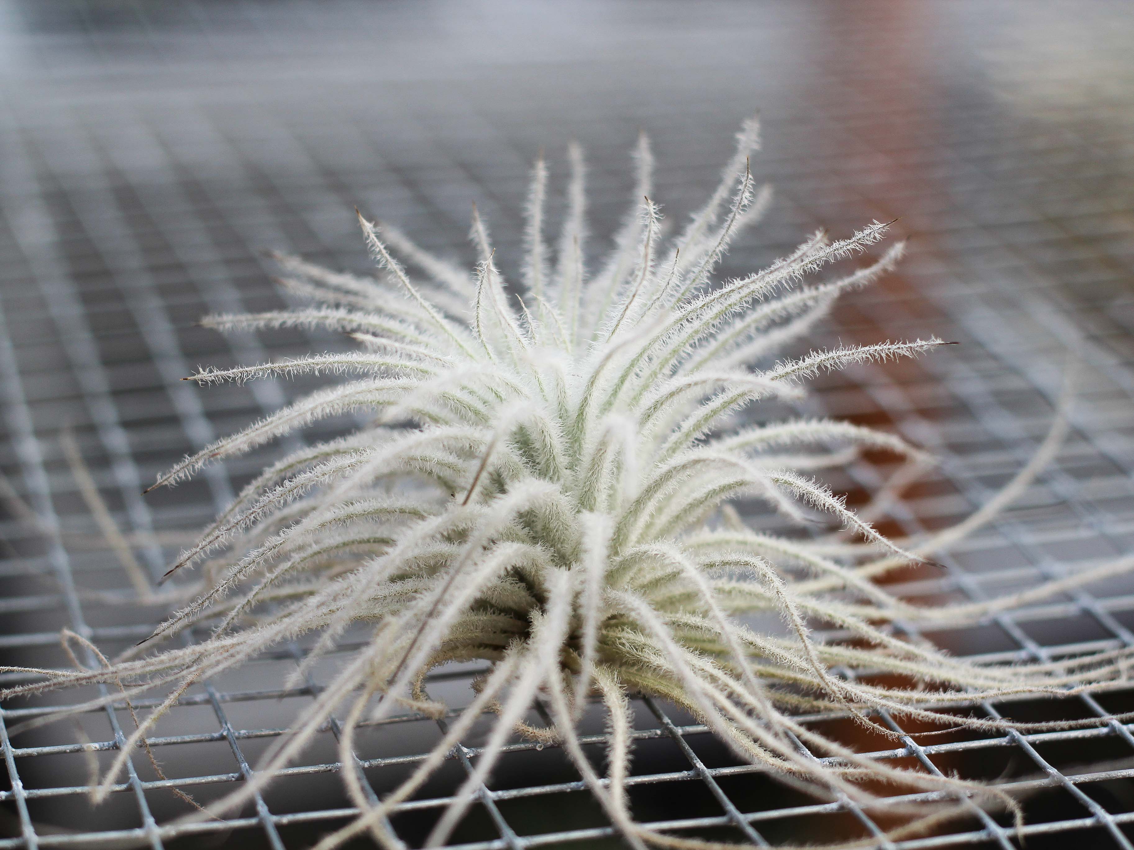 Wholesale Nursery Special: Small Tillandsia Tectorum Ecuador Air Plants - Image 2