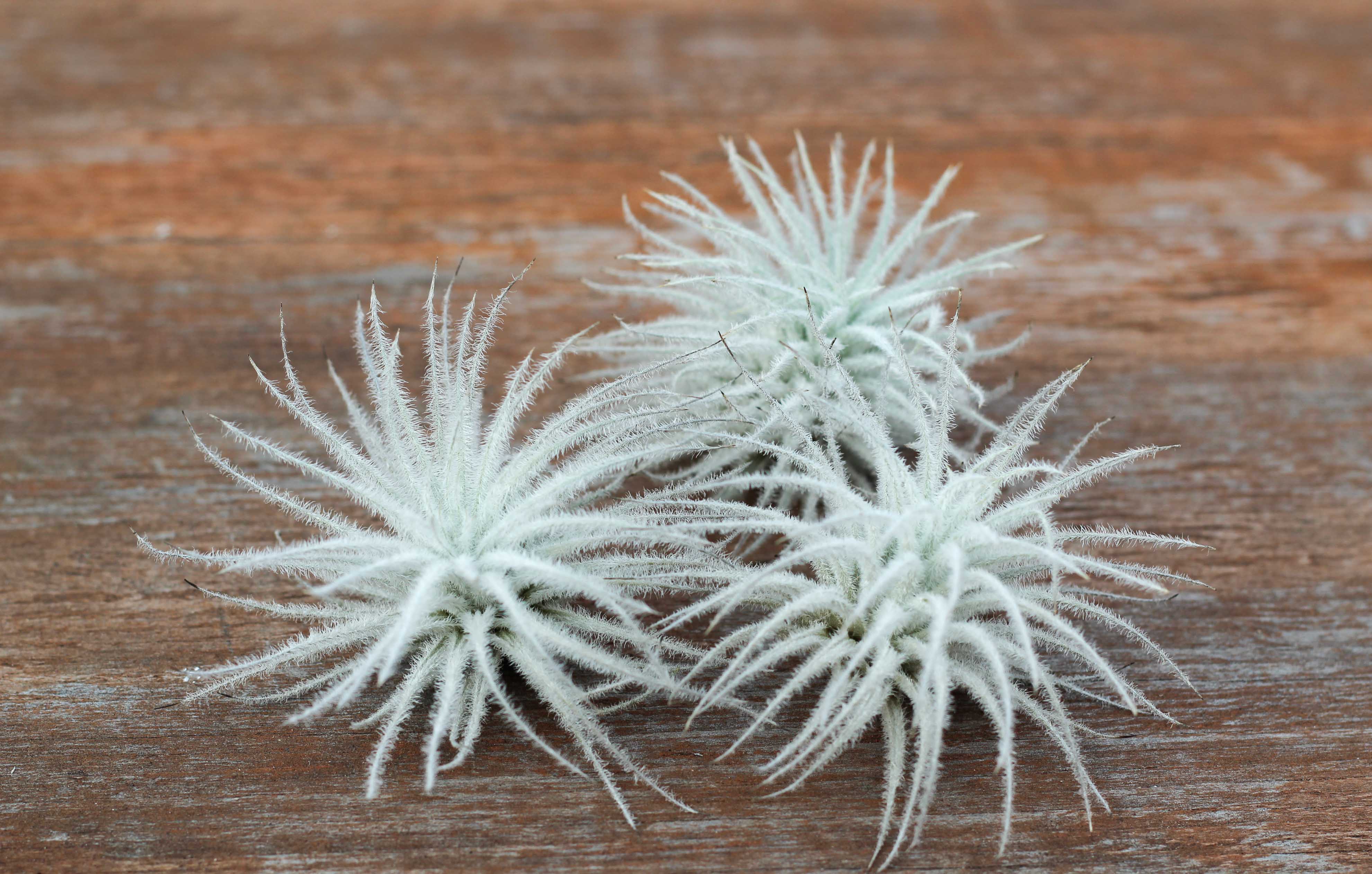 Wholesale Nursery Special: Small Tillandsia Tectorum Ecuador Air Plants - Image 5