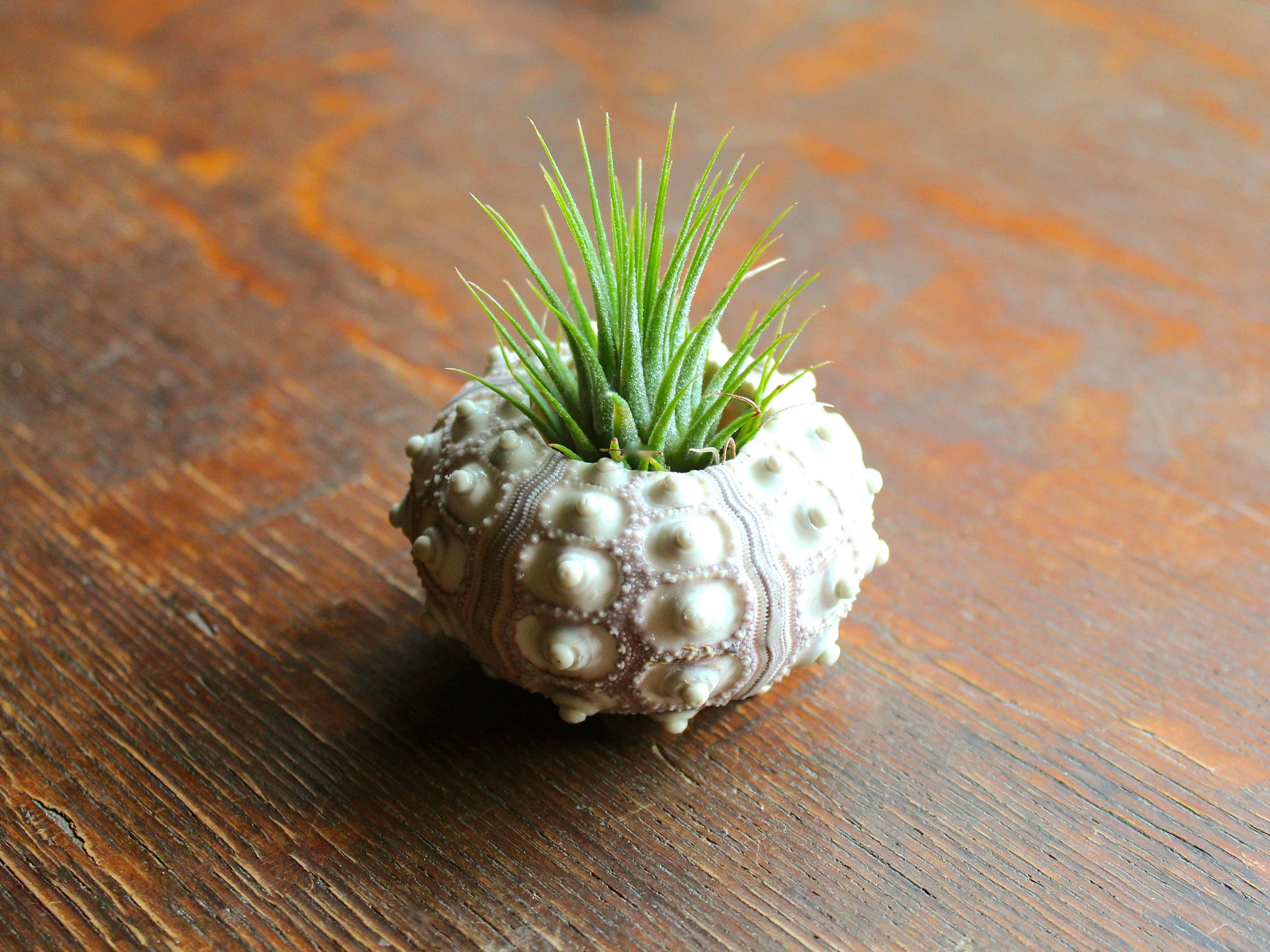 Wholesale: Sputnik Sea Urchin with Tillandsia Ionantha Air Plant
