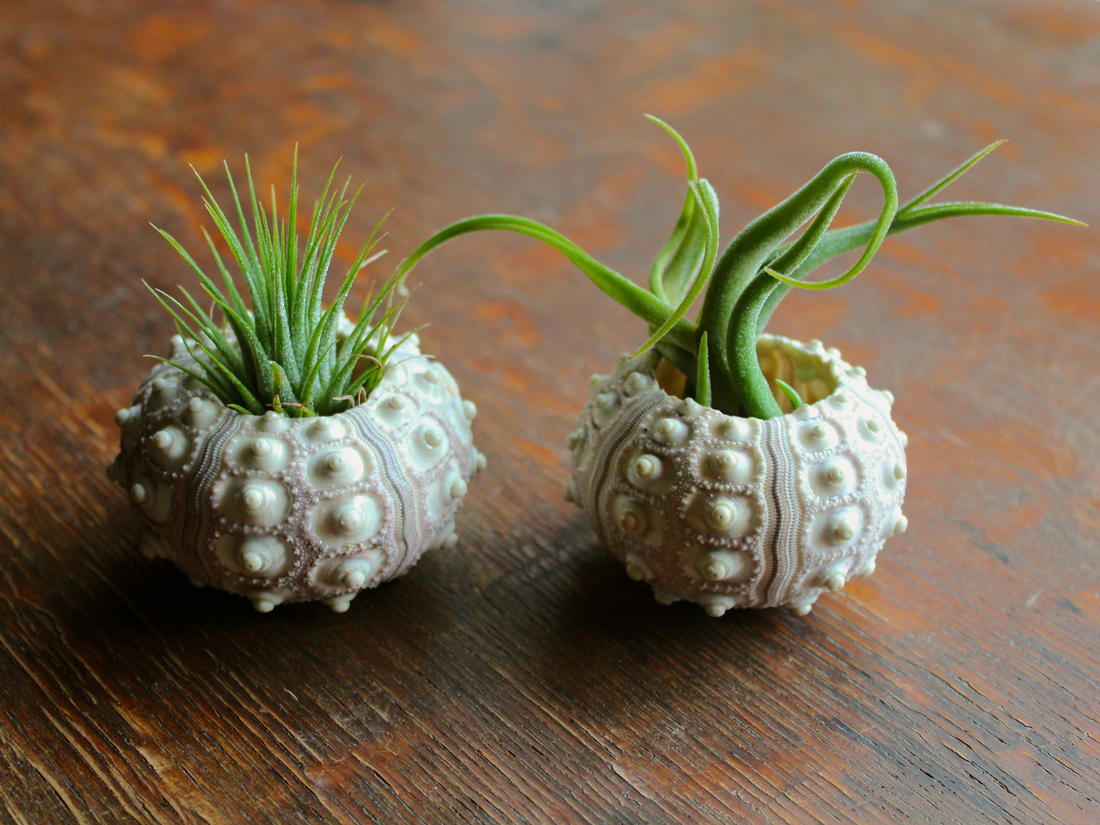 Wholesale: Sputnik Sea Urchin with Tillandsia Caput Medusae Air Plant - Image 3