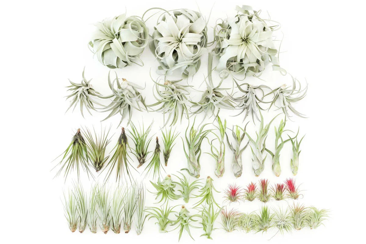 Wholesale: The Storefront Starter Air Plant Pack