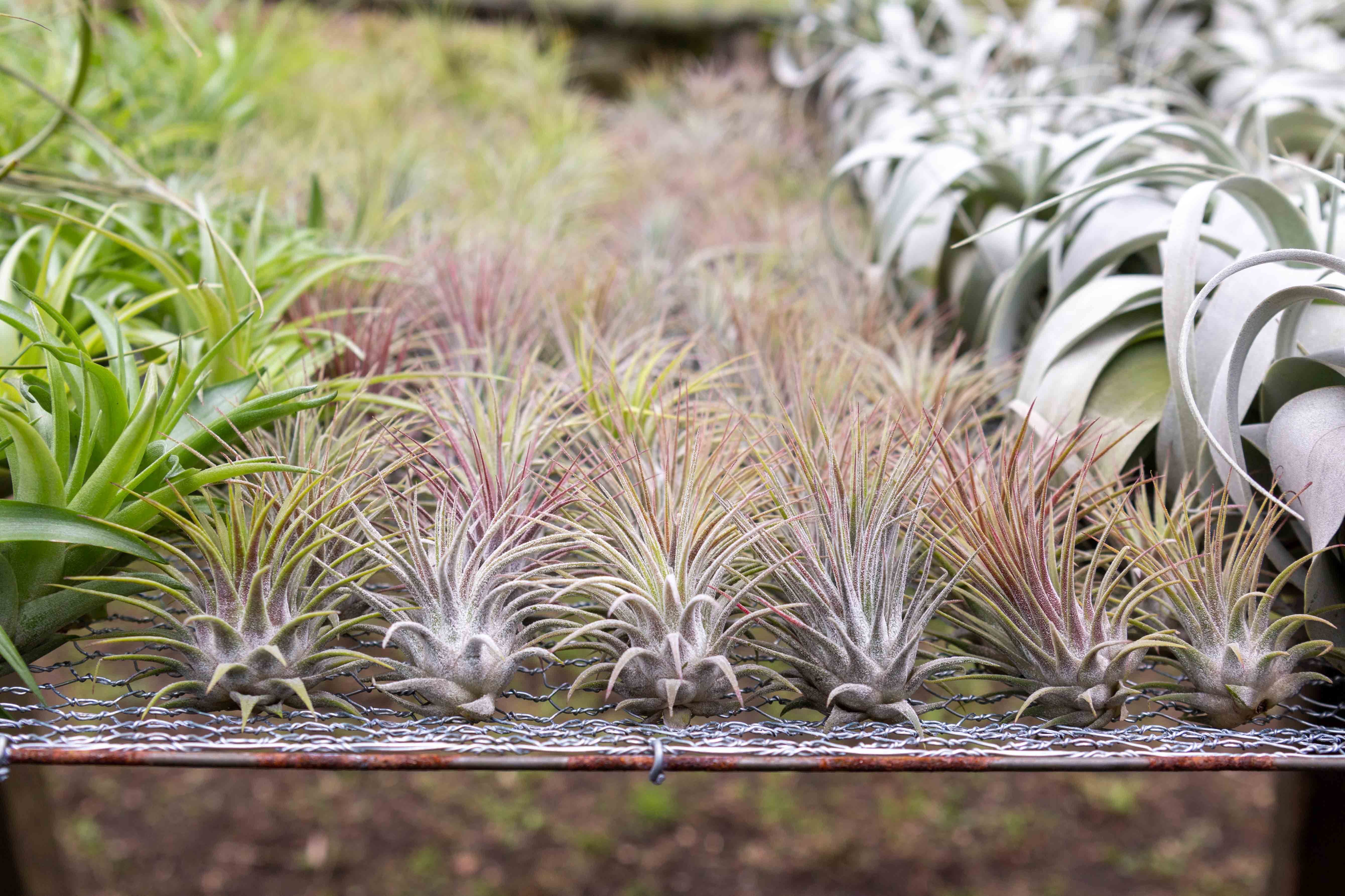 Wholesale: The Storefront Starter Air Plant Pack - Image 2