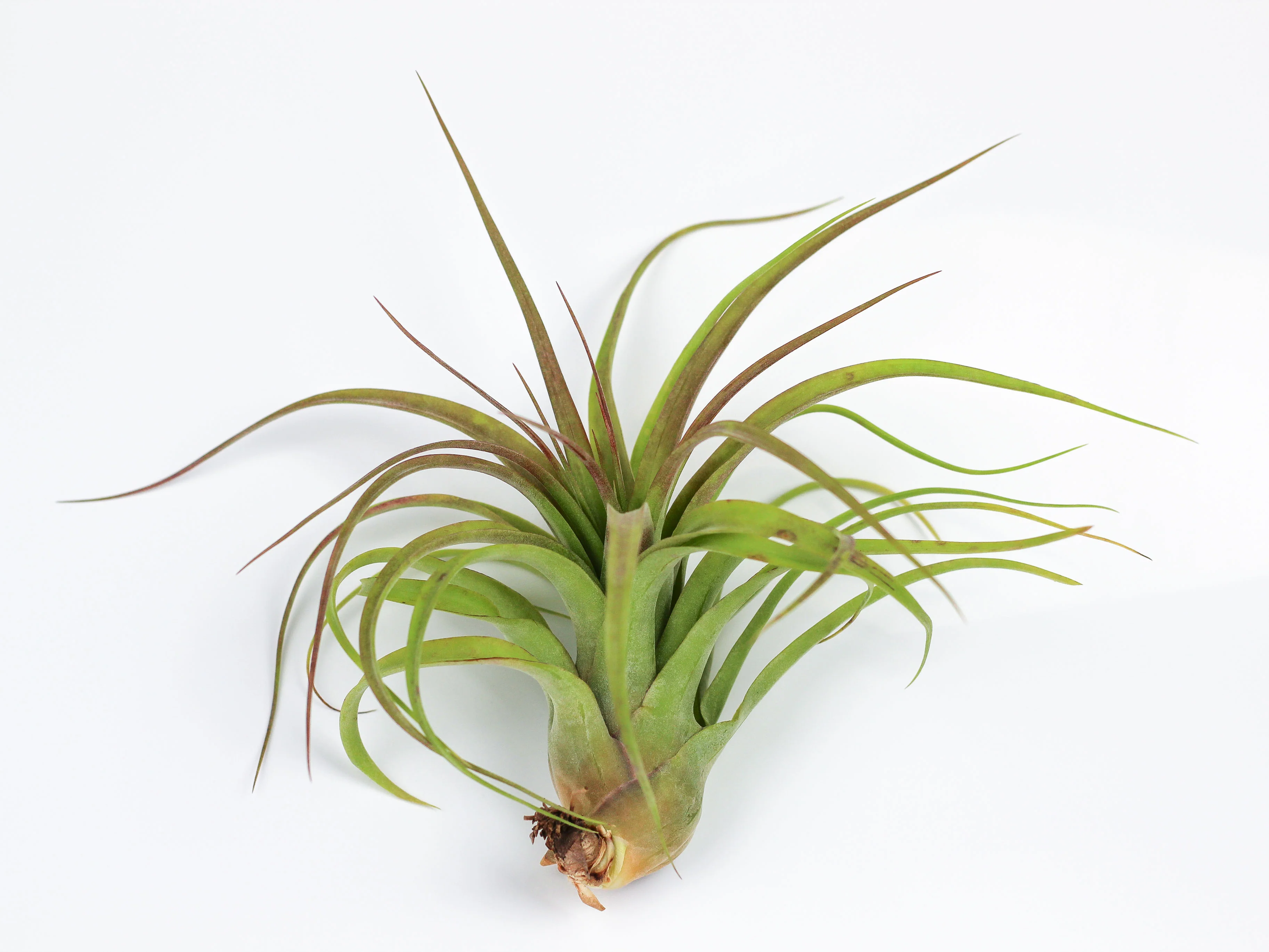 Wholesale: Tillandsia Streptophylla x Brachycaulos Hybrid Air Plants - Image 2