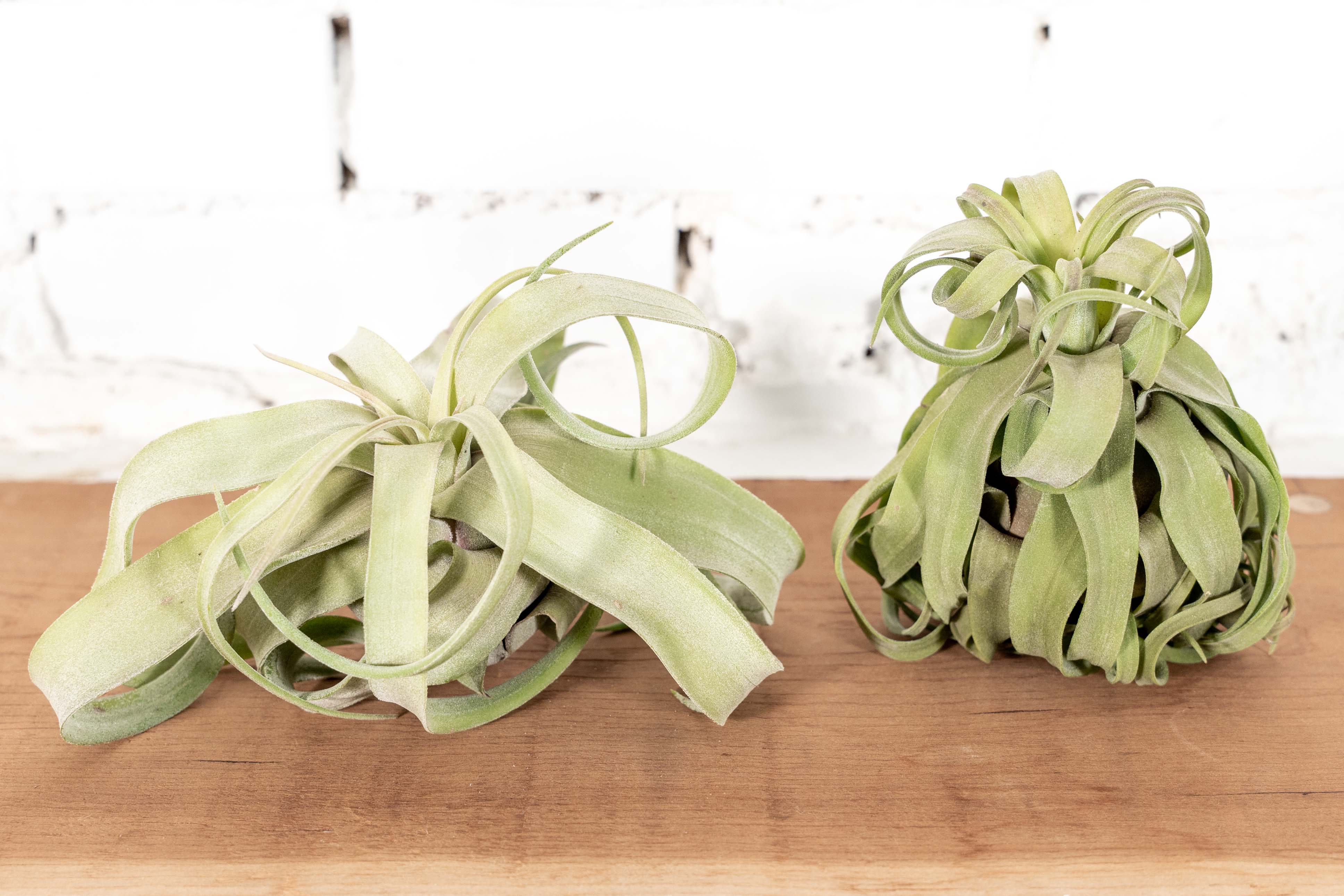 Wholesale: Tillandsia Streptophylla Air Plants - Image 4