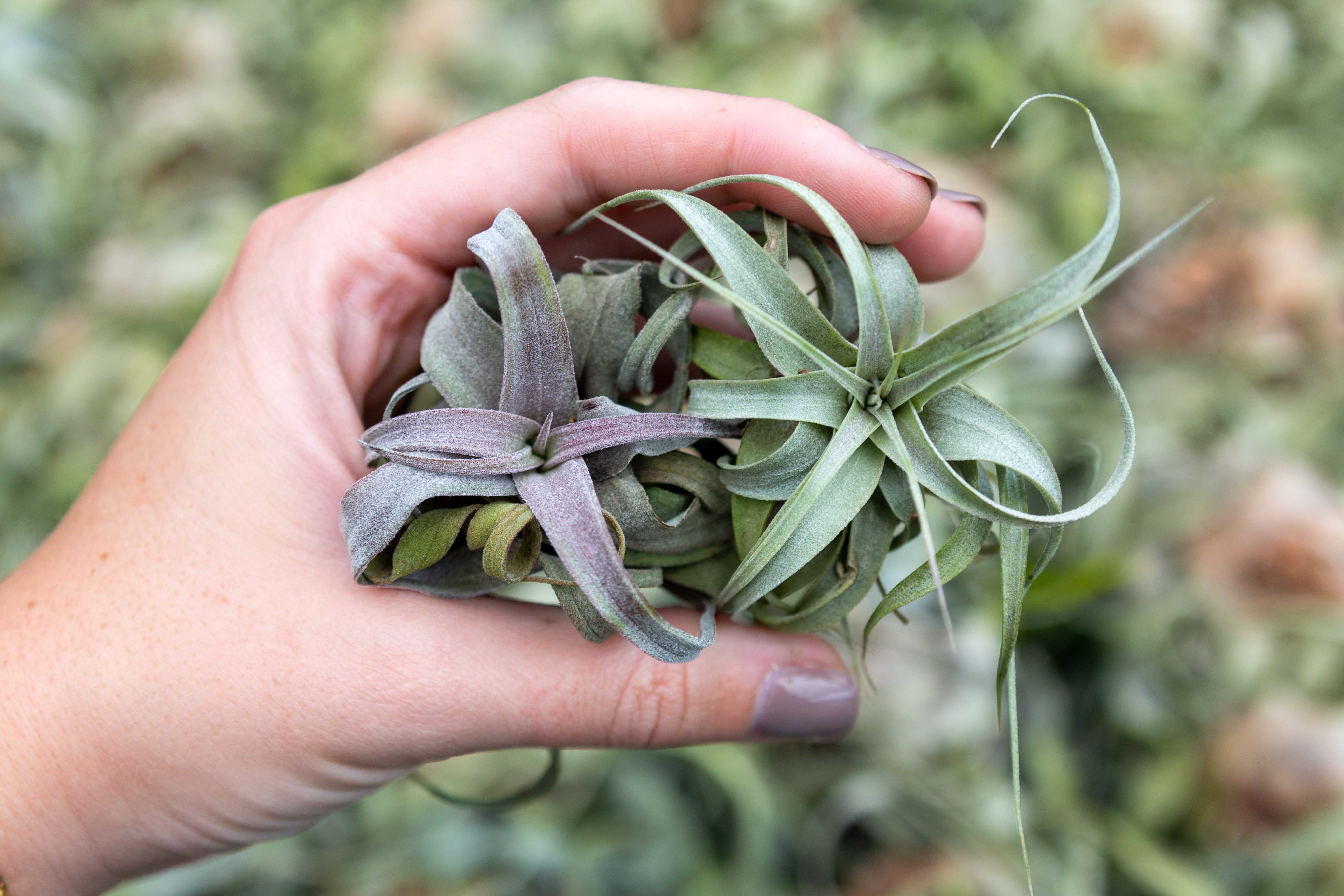 Wholesale: Tillandsia Streptophylla Air Plants - Image 5