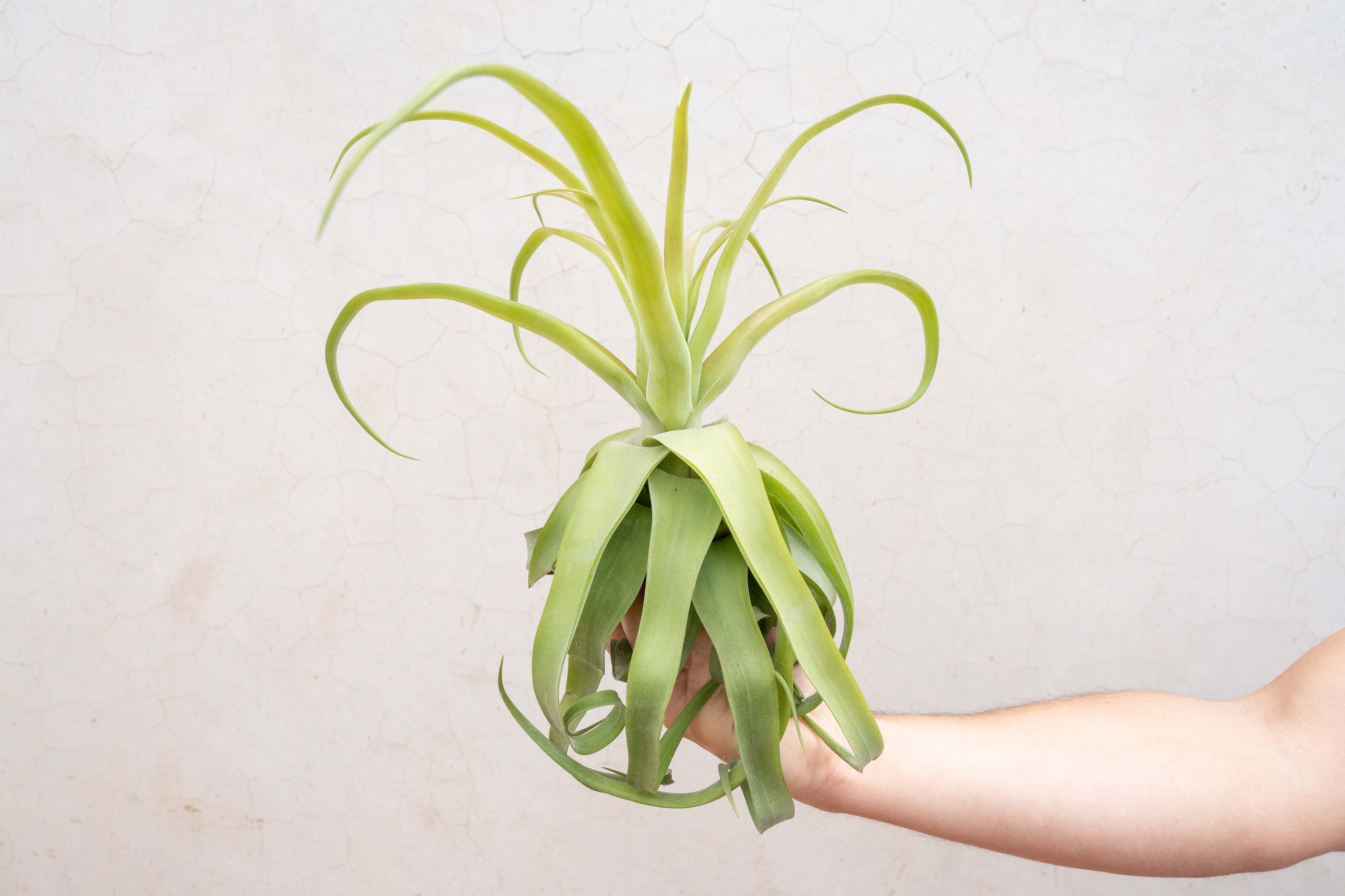 Wholesale: Tillandsia Streptophylla Air Plants - Image 6