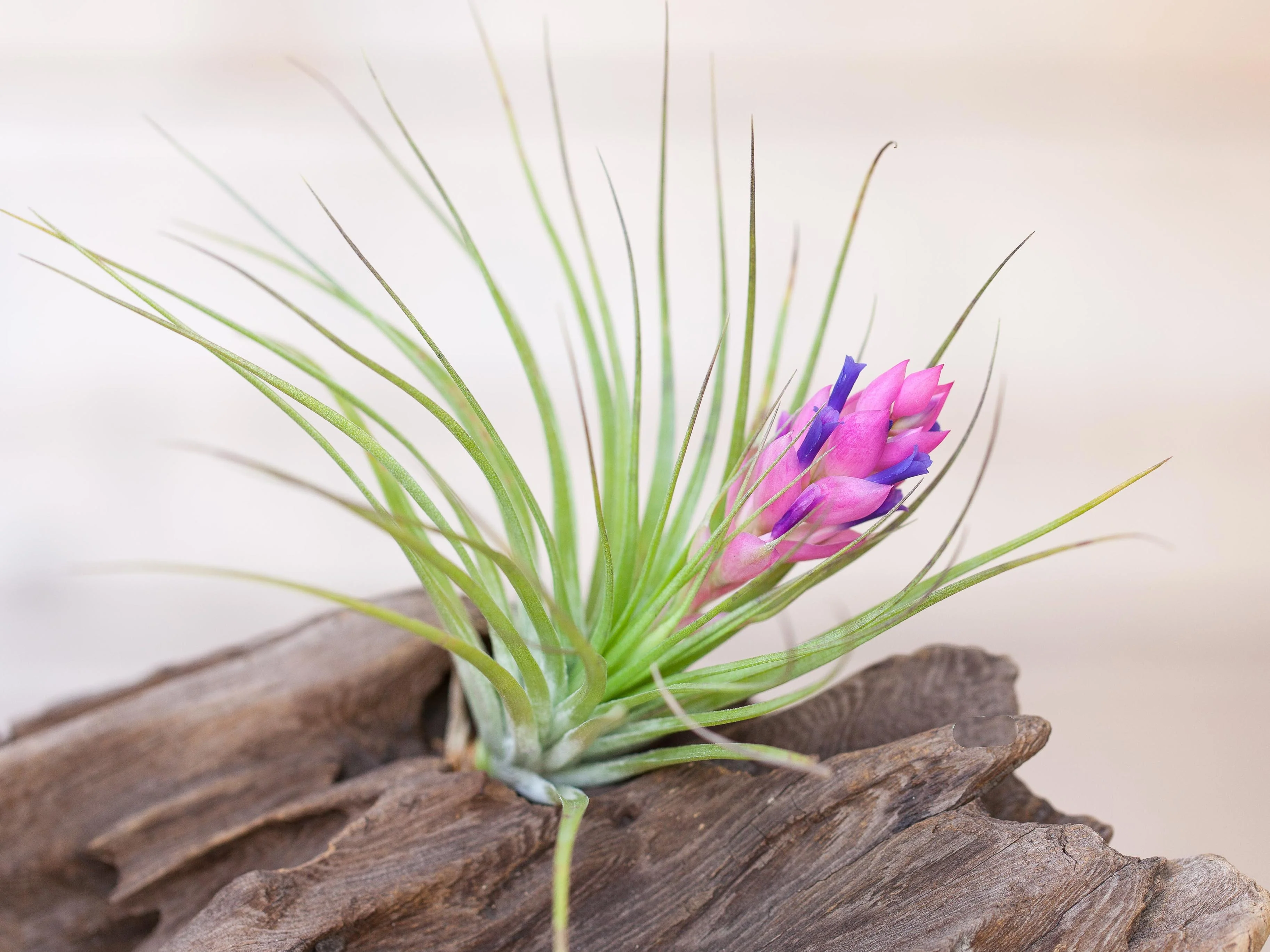 Wholesale: Tillandsia Stricta 'Green' Air Plants