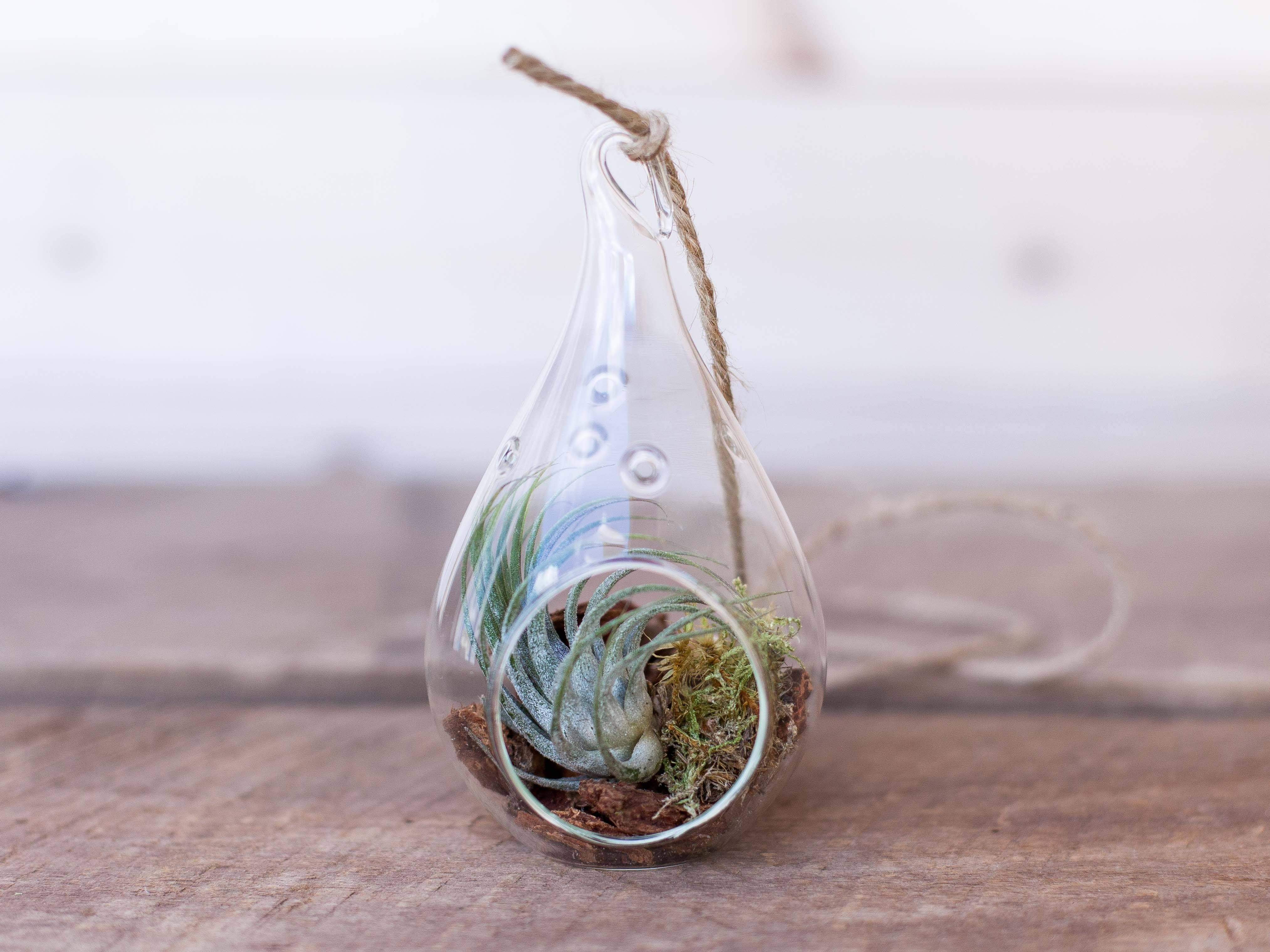 Wholesale: Rustic Teardrop Terrarium with Tillandsia Ionantha Air Plant