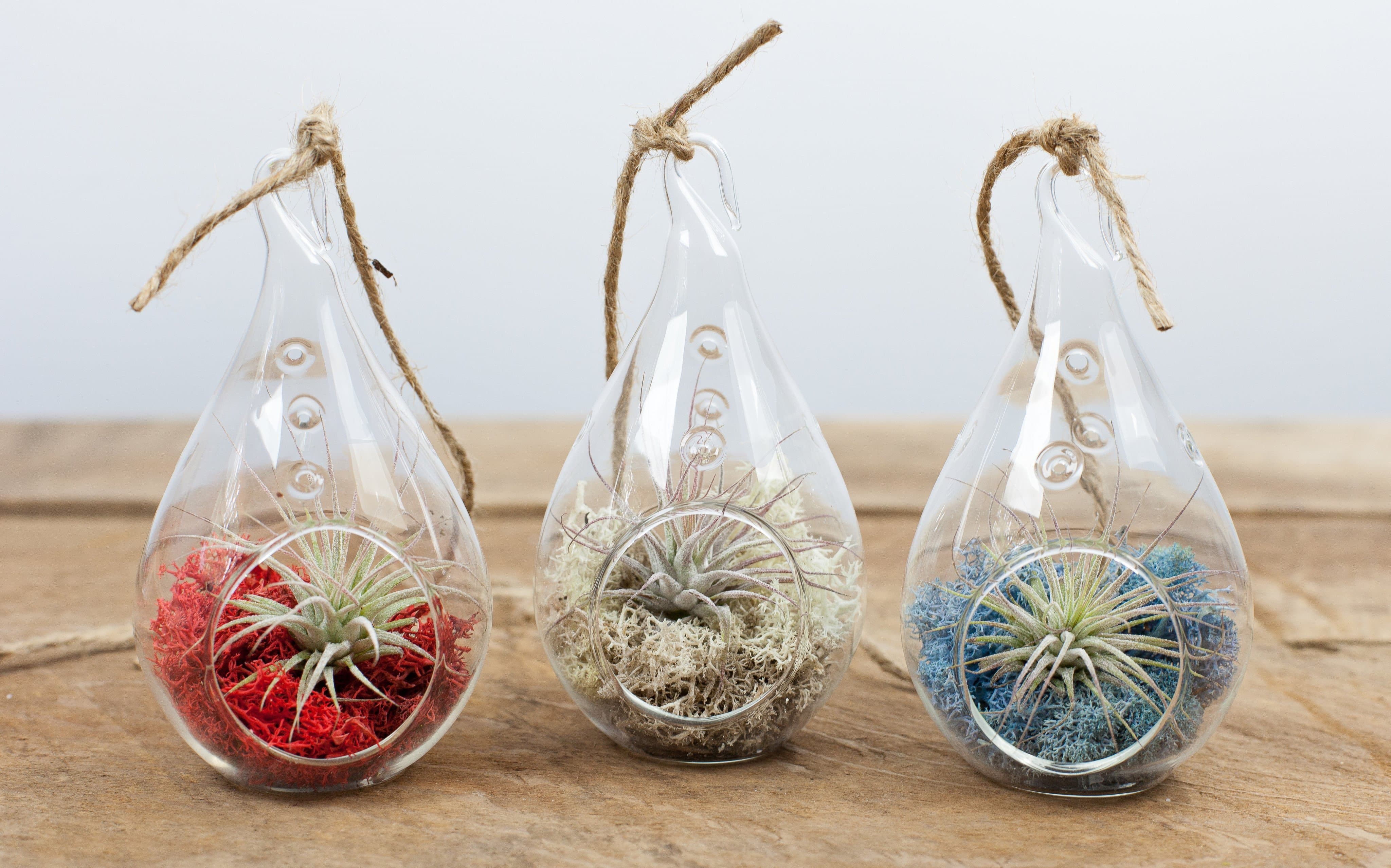 Wholesale: Teardrop Terrarium with Custom Color Moss Kit and Tillandsia Ionantha Air Plant