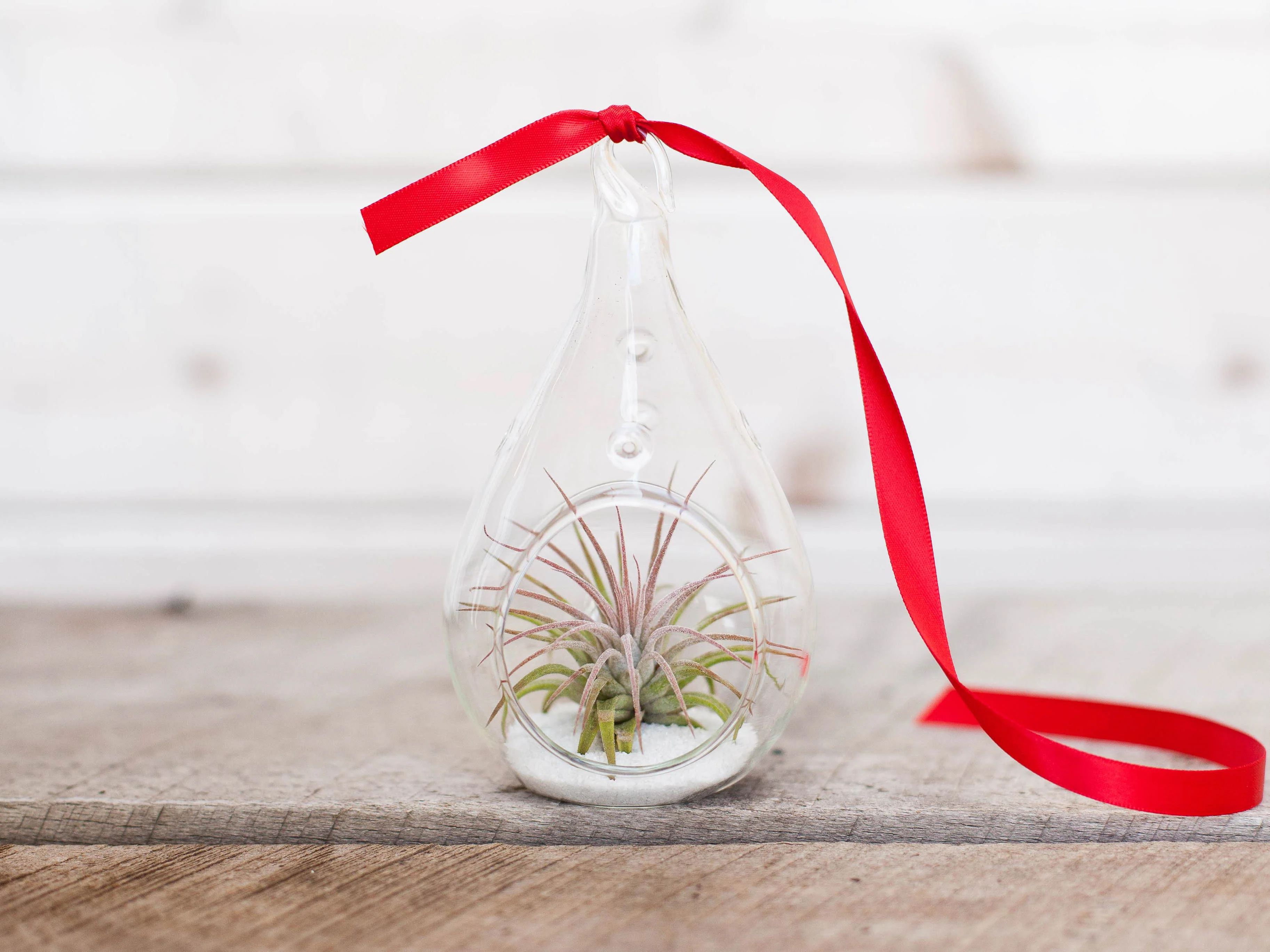 Wholesale: Coastal Teardrop Ornament with Tillandsia Ionantha Air Plant