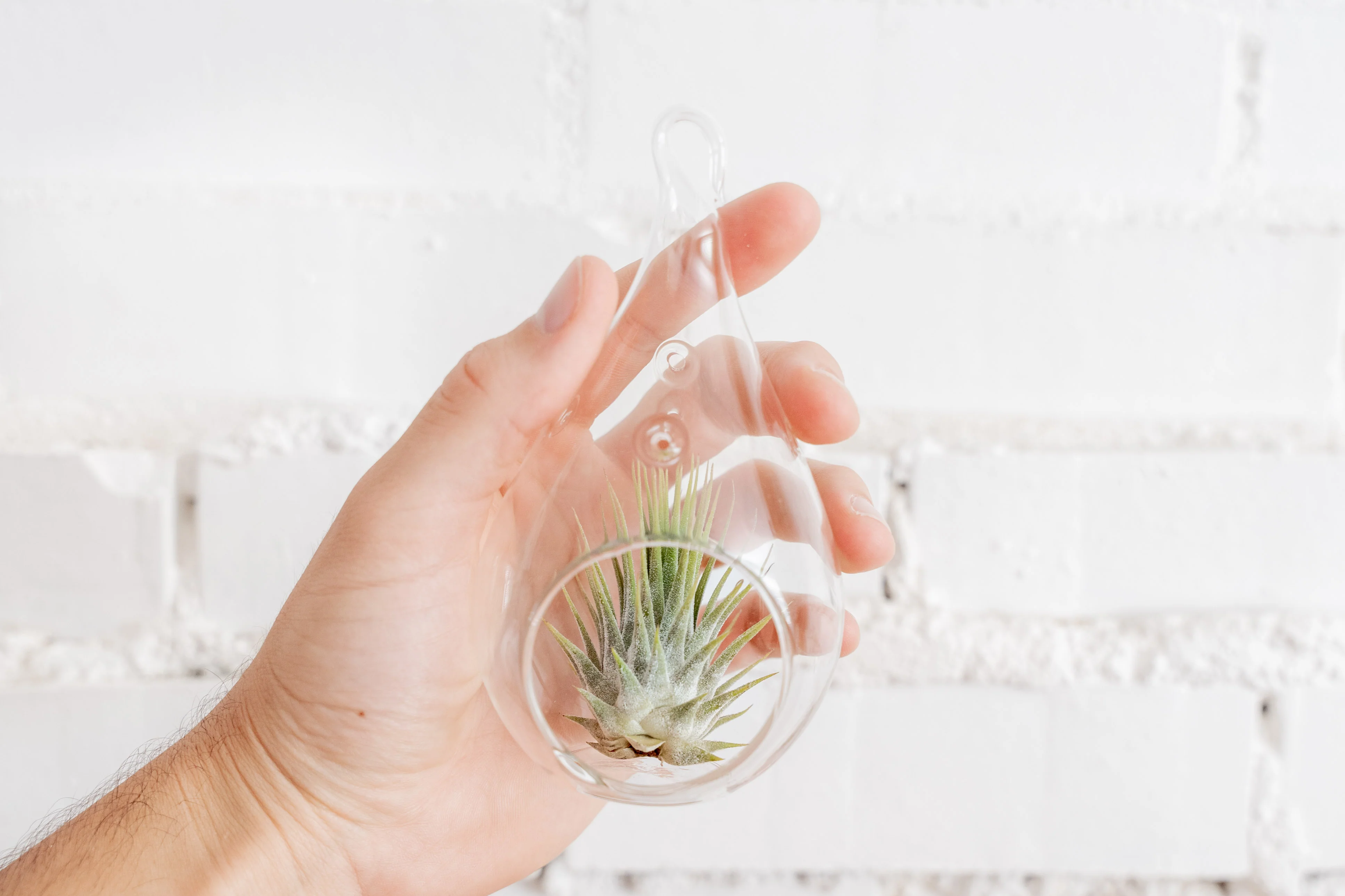 Wholesale: Teardrop Glass Terrariums - Image 2