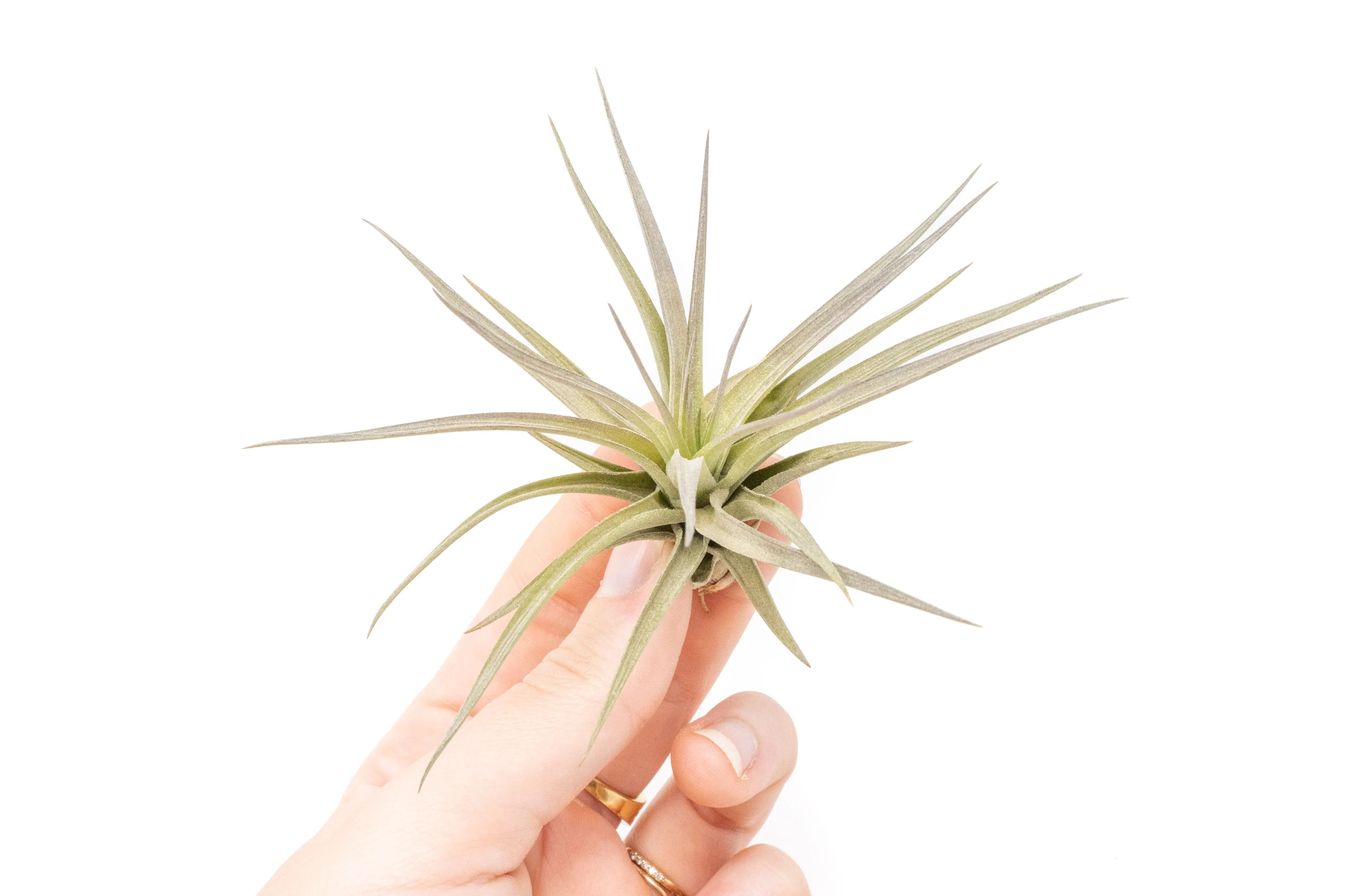 Wholesale: Tillandsia Tenuifolia Air Plants - Image 2