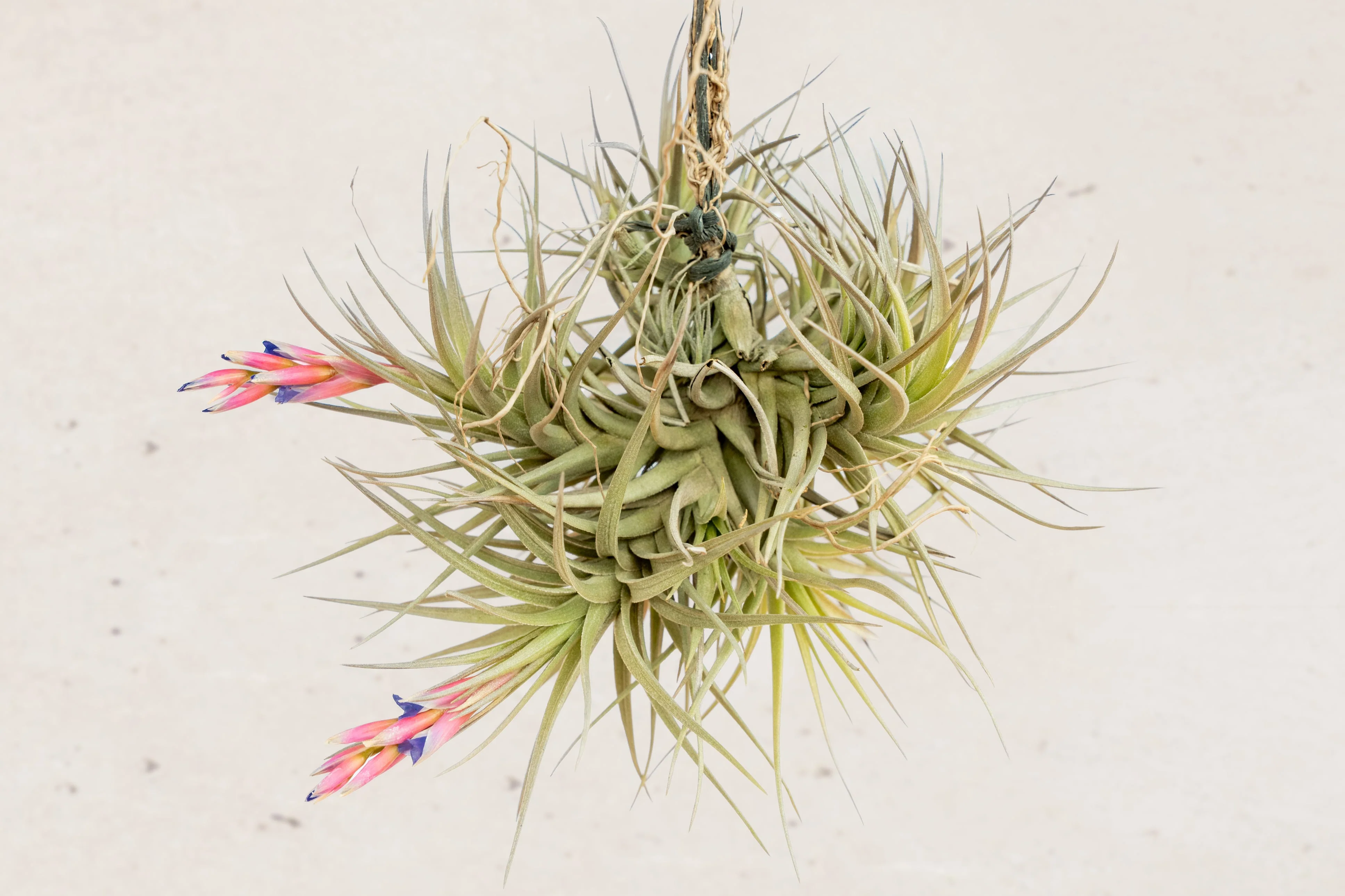 Wholesale: Tillandsia Tenuifolia Air Plant Clumps