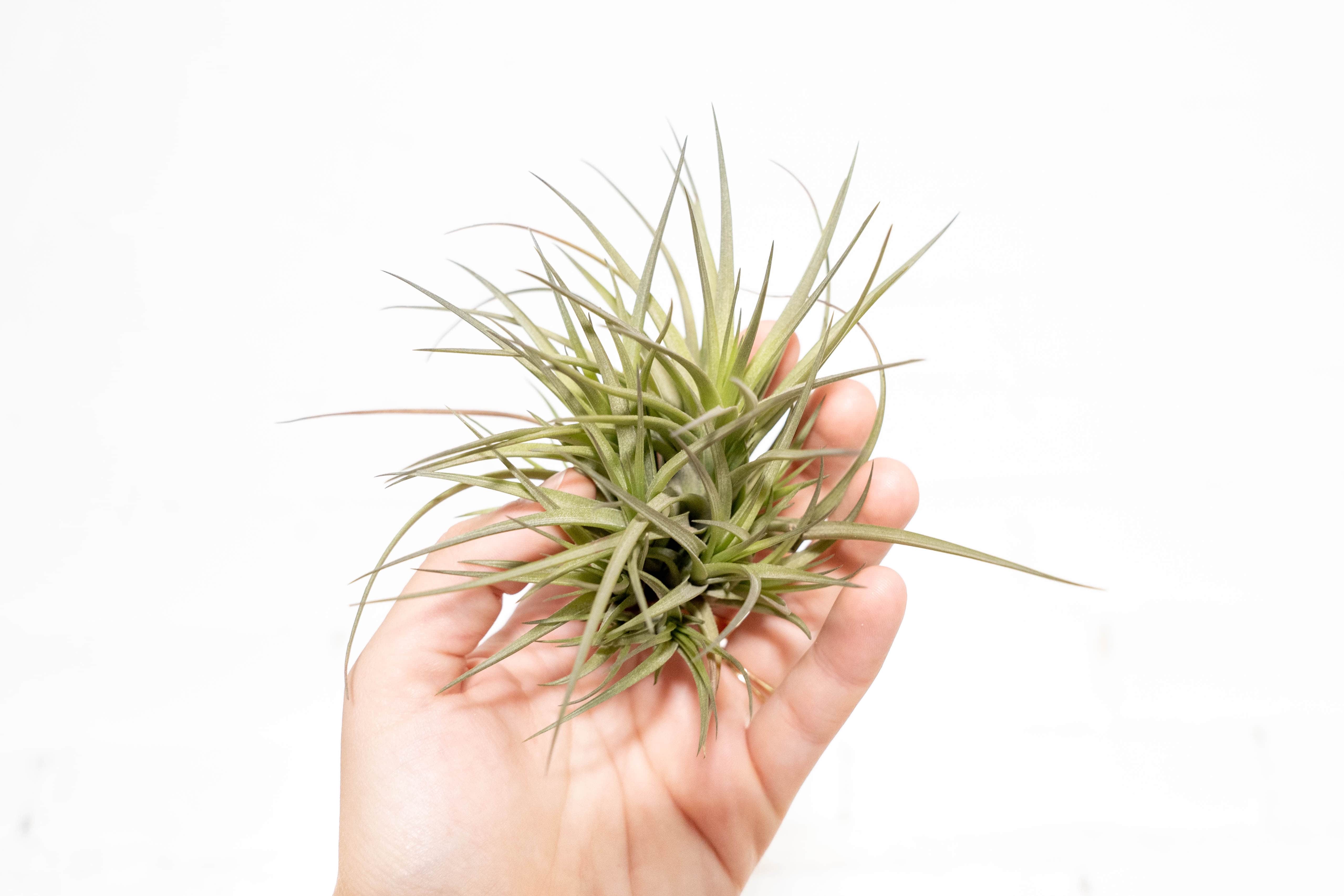 Wholesale: Tillandsia Tenuifolia Air Plant Clumps - Image 2