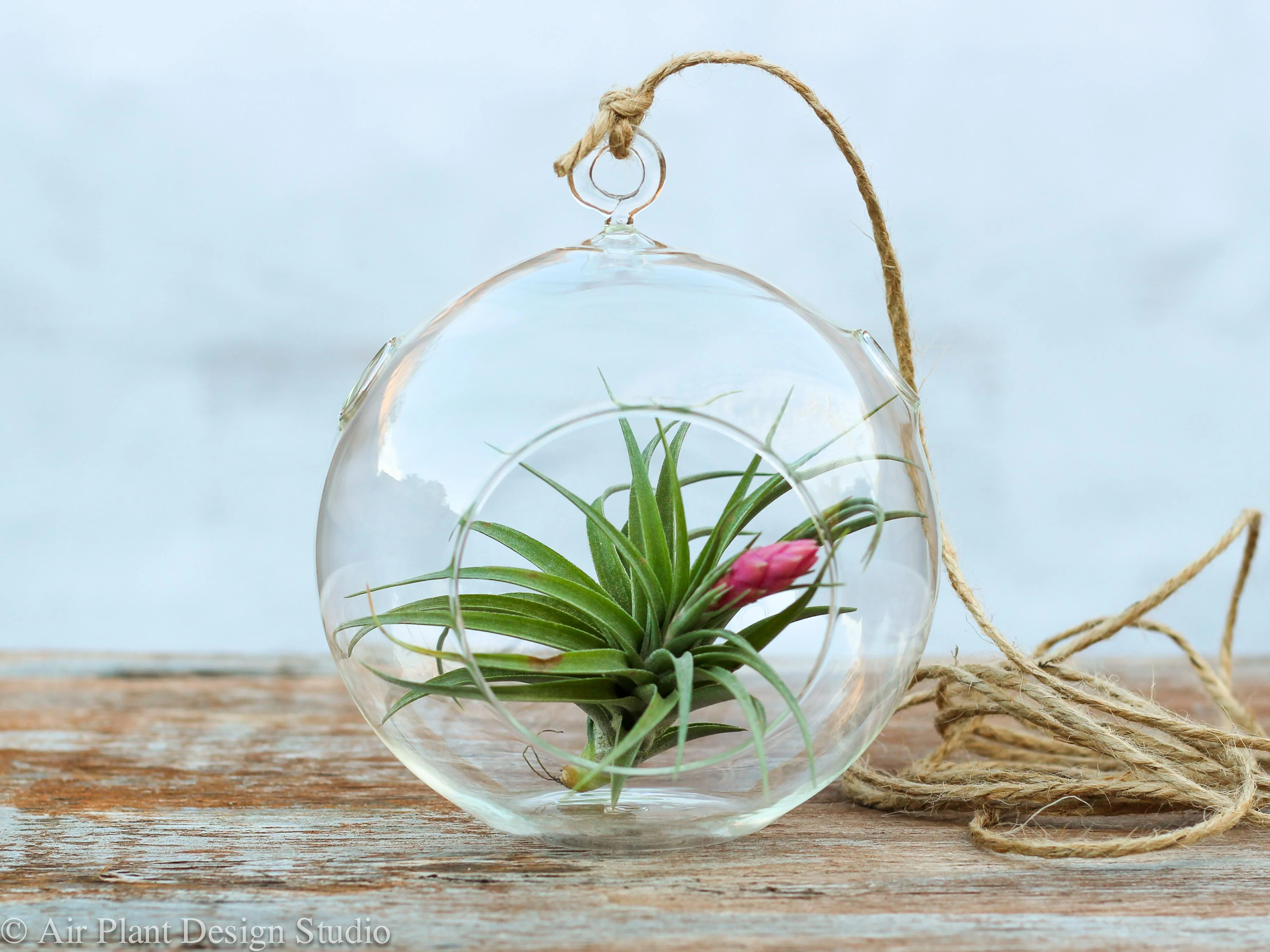 Wholesale: Simplicity Terrarium with Tillandsia Aeranthos Air Plant