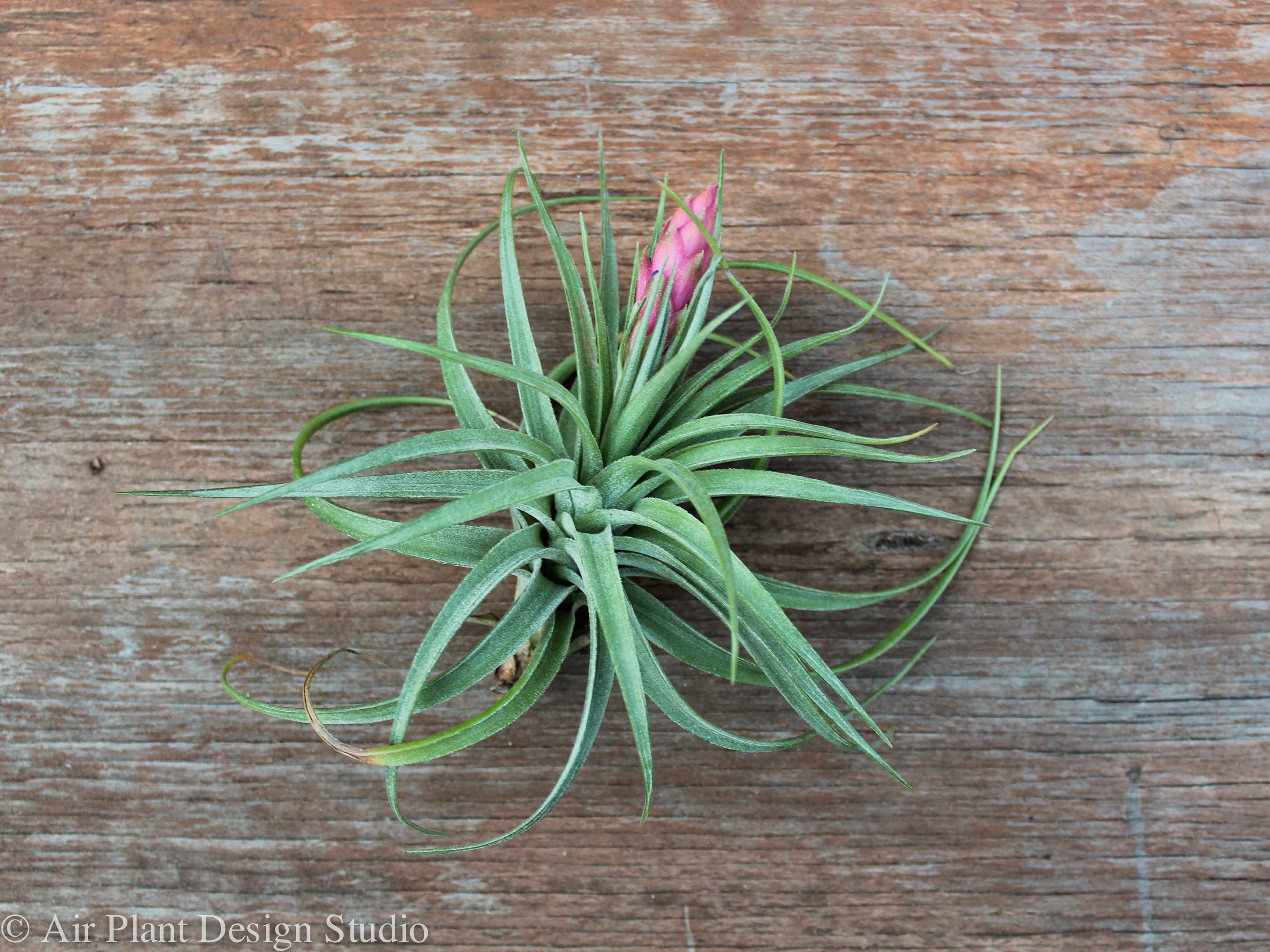 Wholesale: Simplicity Terrarium with Tillandsia Aeranthos Air Plant - Image 2