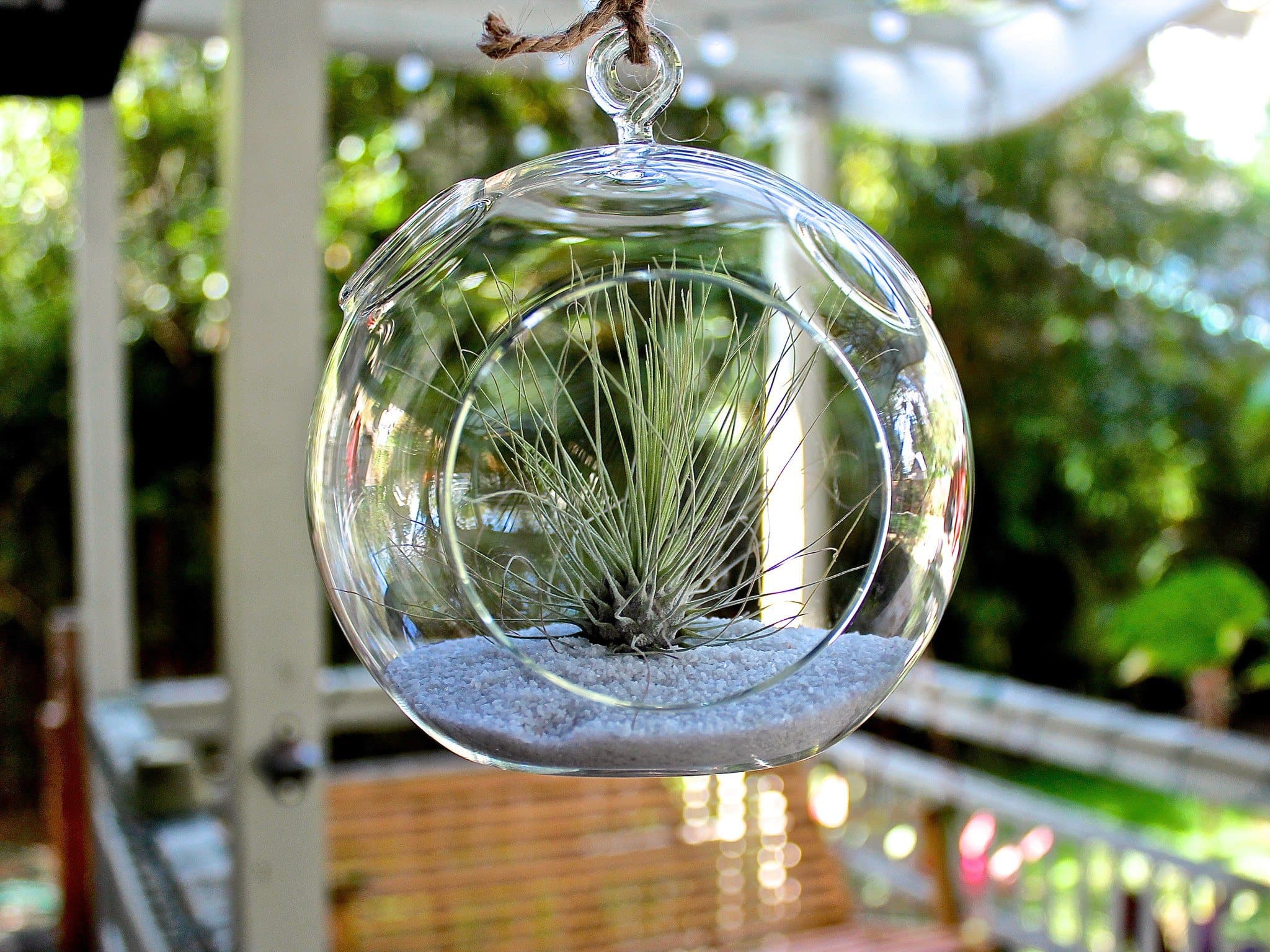 Wholesale: Coastal Terrarium with Tillandsia Argentea Thin Air Plant