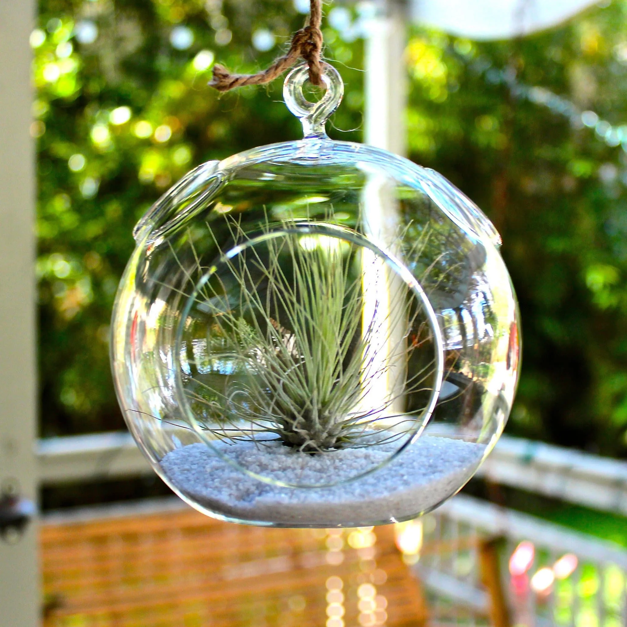 Wholesale: Coastal Terrarium with Tillandsia Argentea Thin Air Plant - Image 2