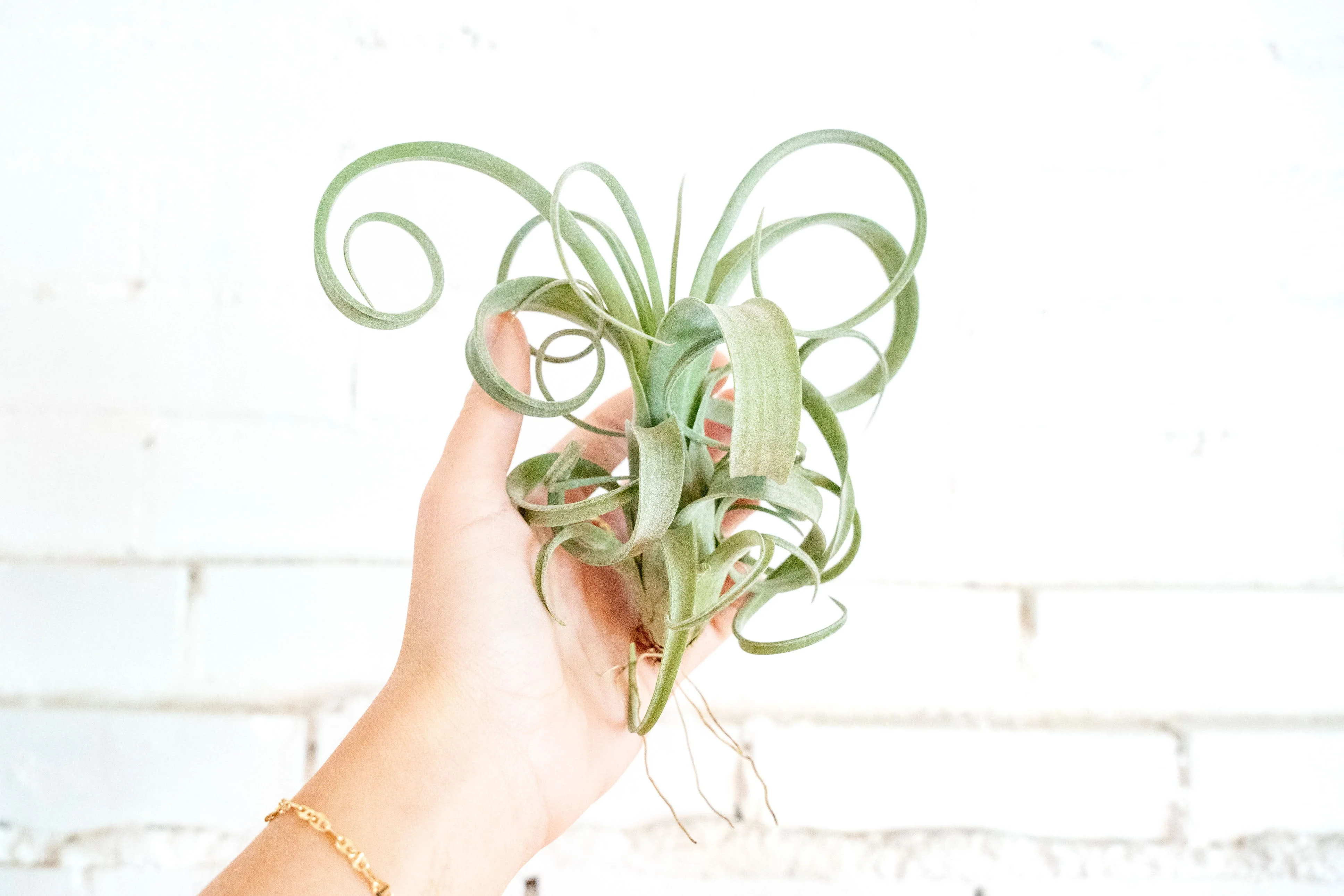Wholesale: Tillandsia Curly Slim Air Plant (T. intermedia x T. streptophylla) - Large Variant