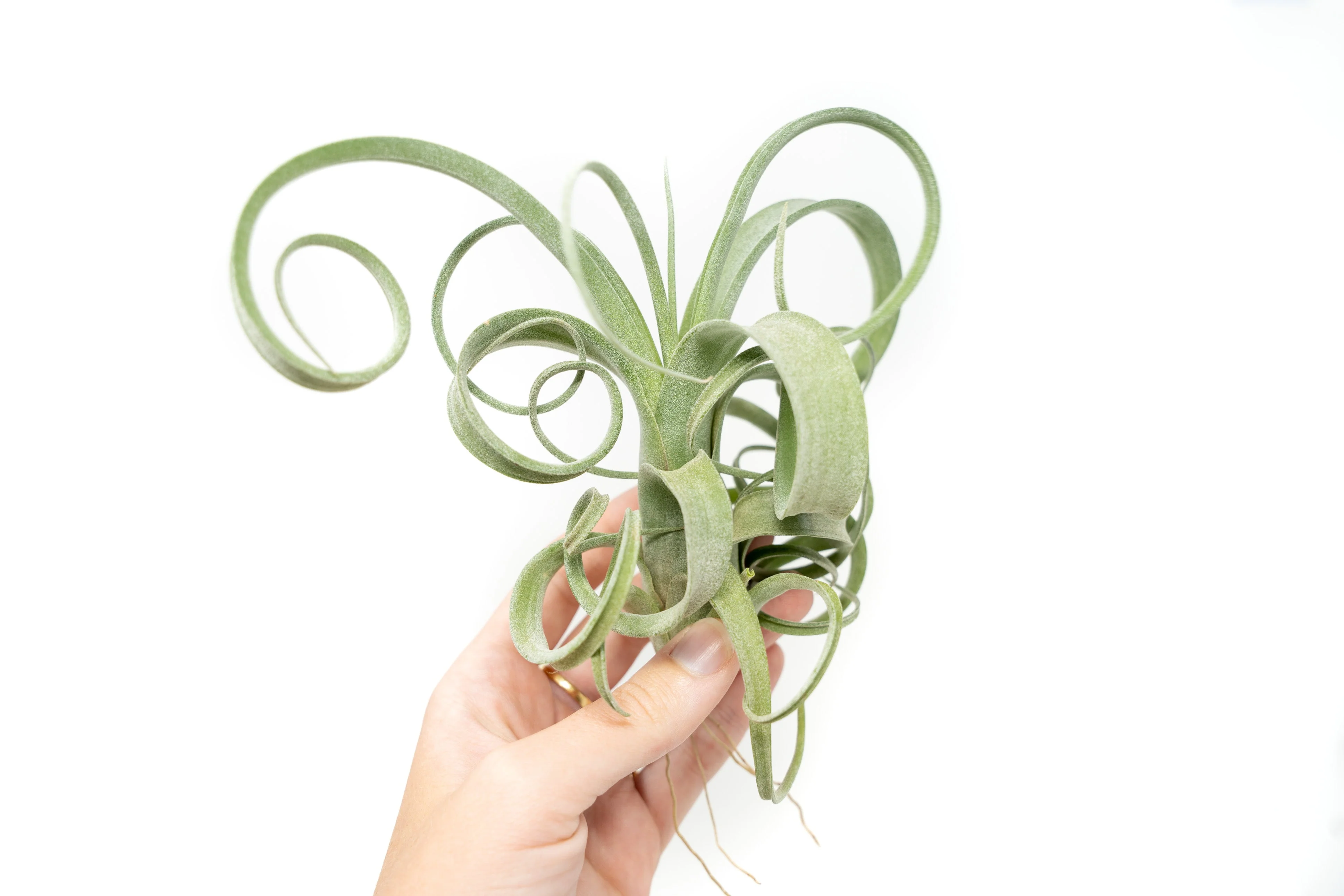 Wholesale: Tillandsia Curly Slim Air Plant (T. intermedia x T. streptophylla) - Large Variant - Image 2
