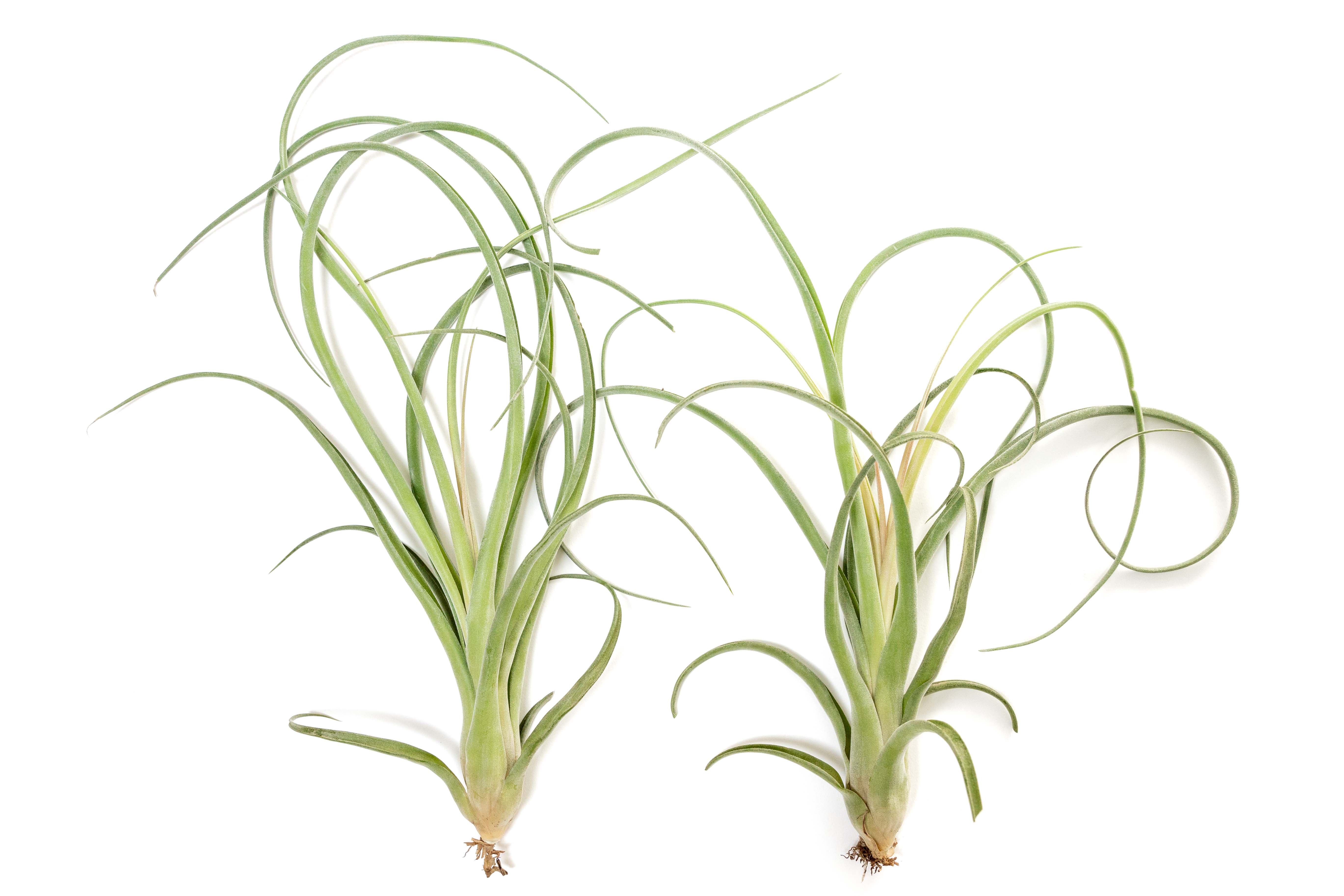 Wholesale: Tillandsia Curly Slim Air Plant (T. intermedia x T. streptophylla) - Large Variant - Image 3