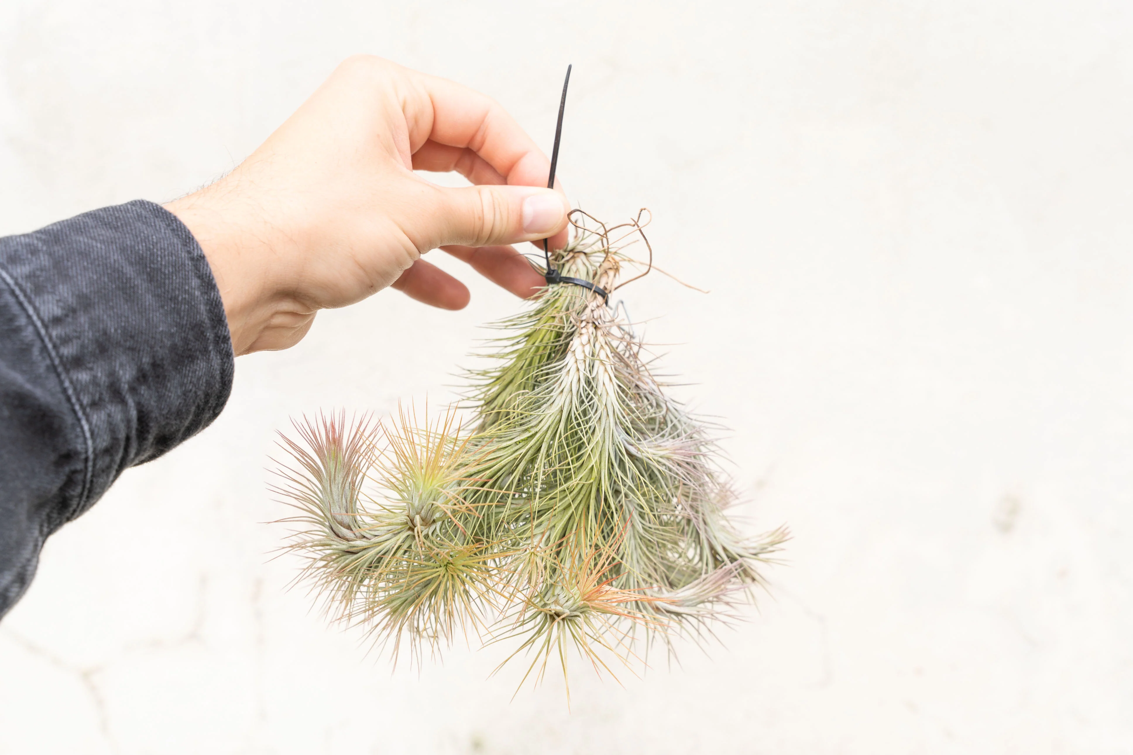 Wholesale: Tillandsia Funckiana Large Hanging Clump