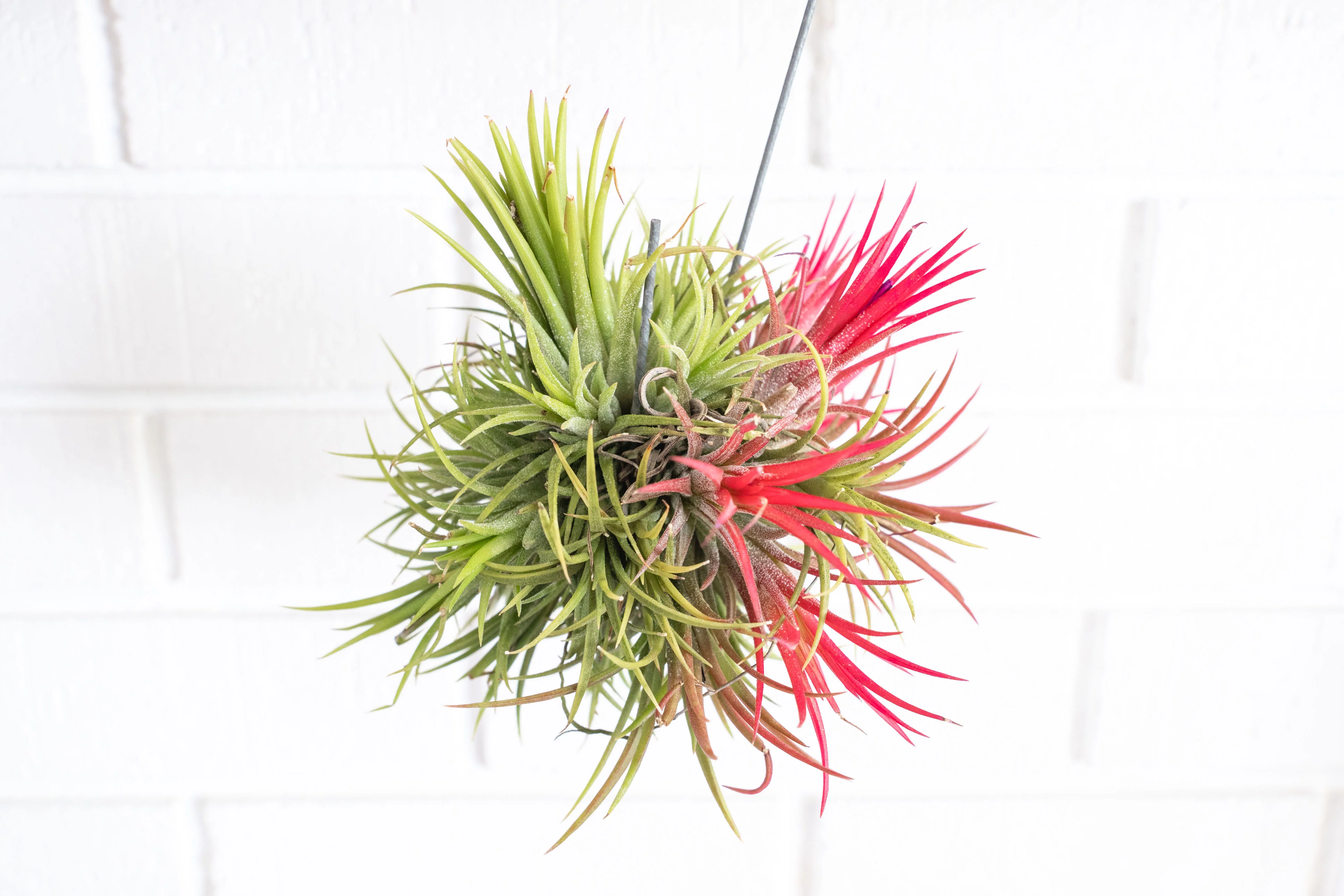 Wholesale: Tillandsia Ionantha Fuego Hanging Clusters with Wire Hook
