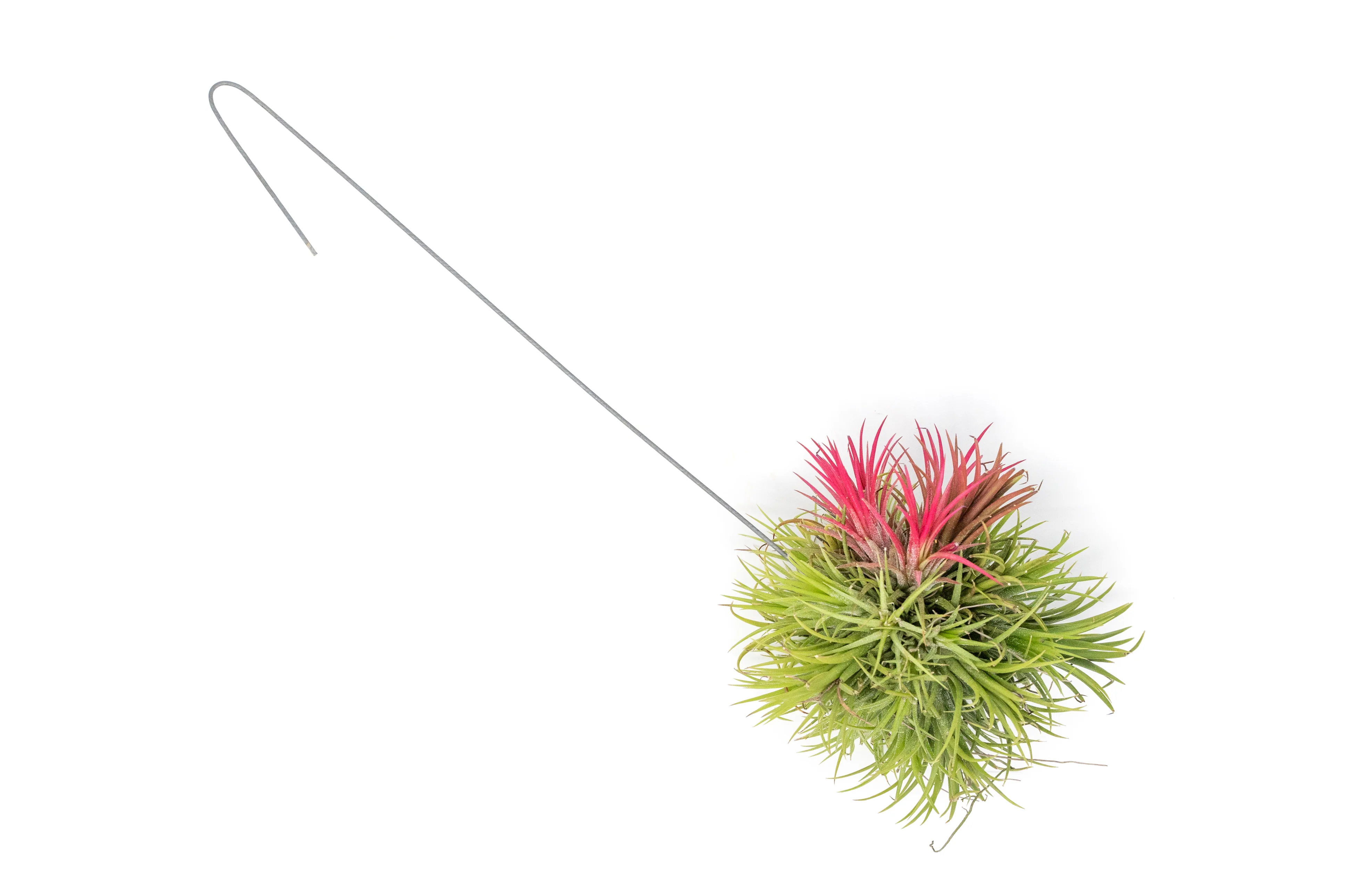 Wholesale: Tillandsia Ionantha Fuego Hanging Clusters with Wire Hook - Image 4