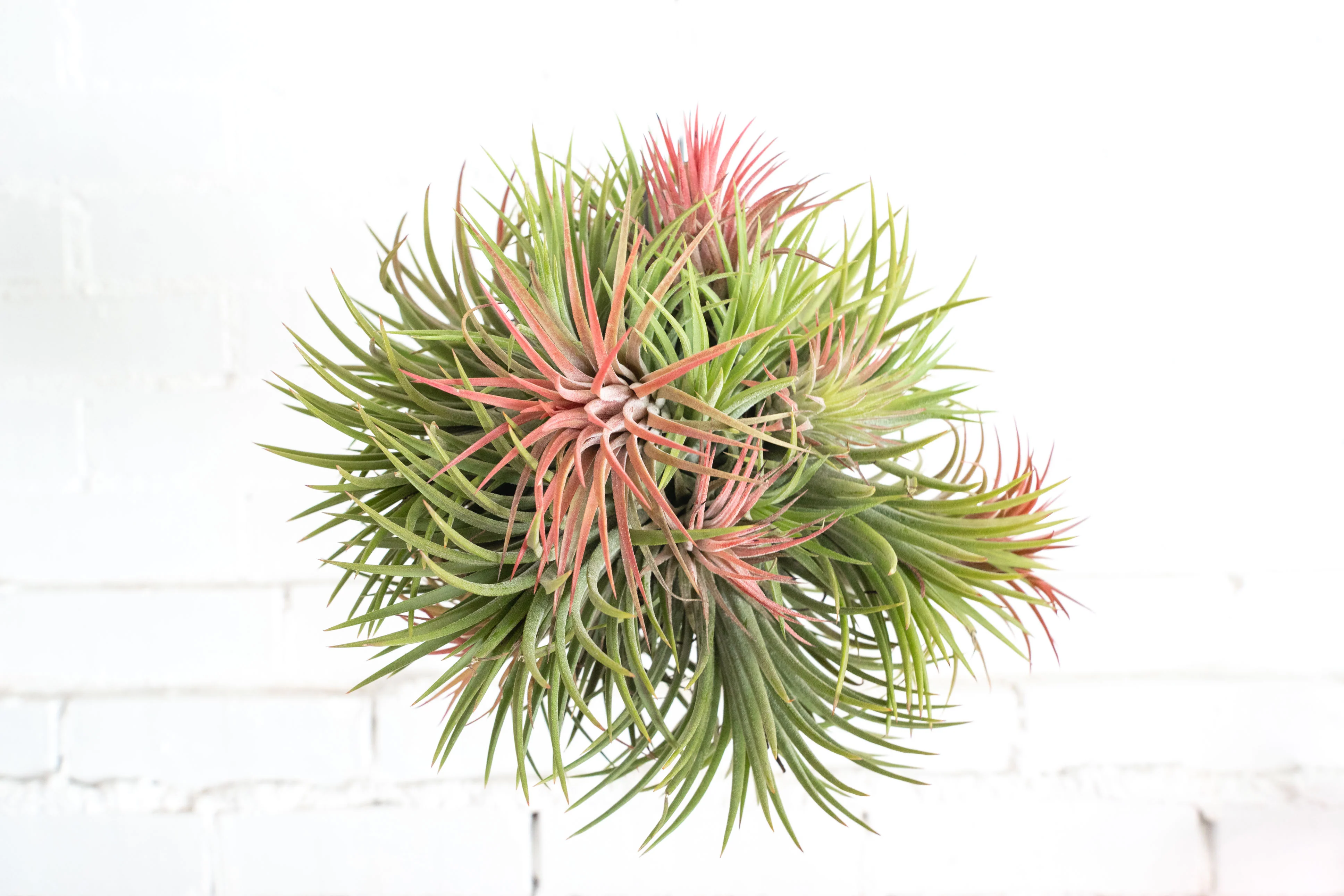 Wholesale: Tillandsia Ionantha Rubra Hanging Clusters with String for Hanging - Image 2