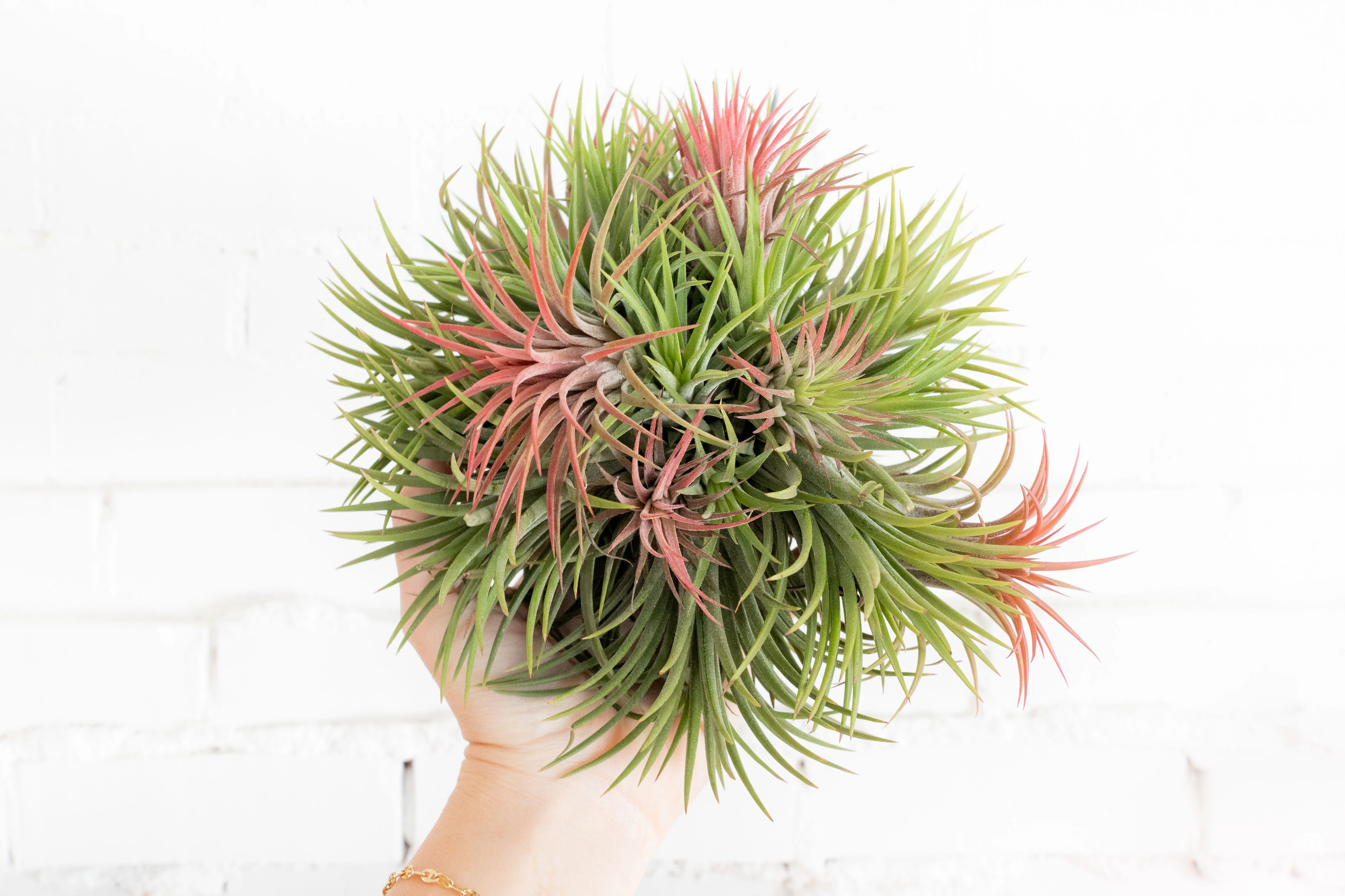Wholesale: Tillandsia Ionantha Rubra Hanging Clusters with String for Hanging - Image 3