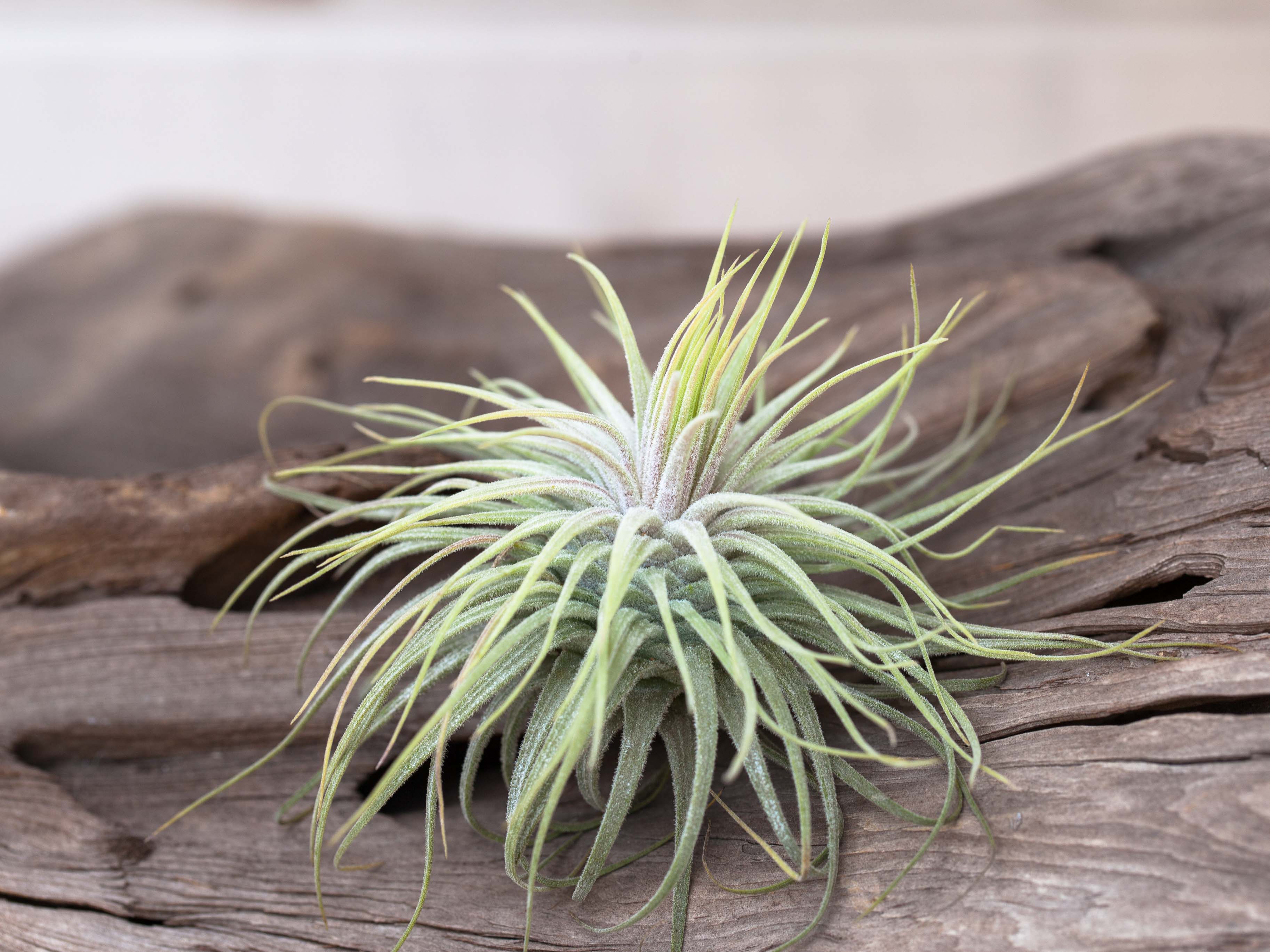 Wholesale: Tillandsia Magnusiana Air Plants - Image 2