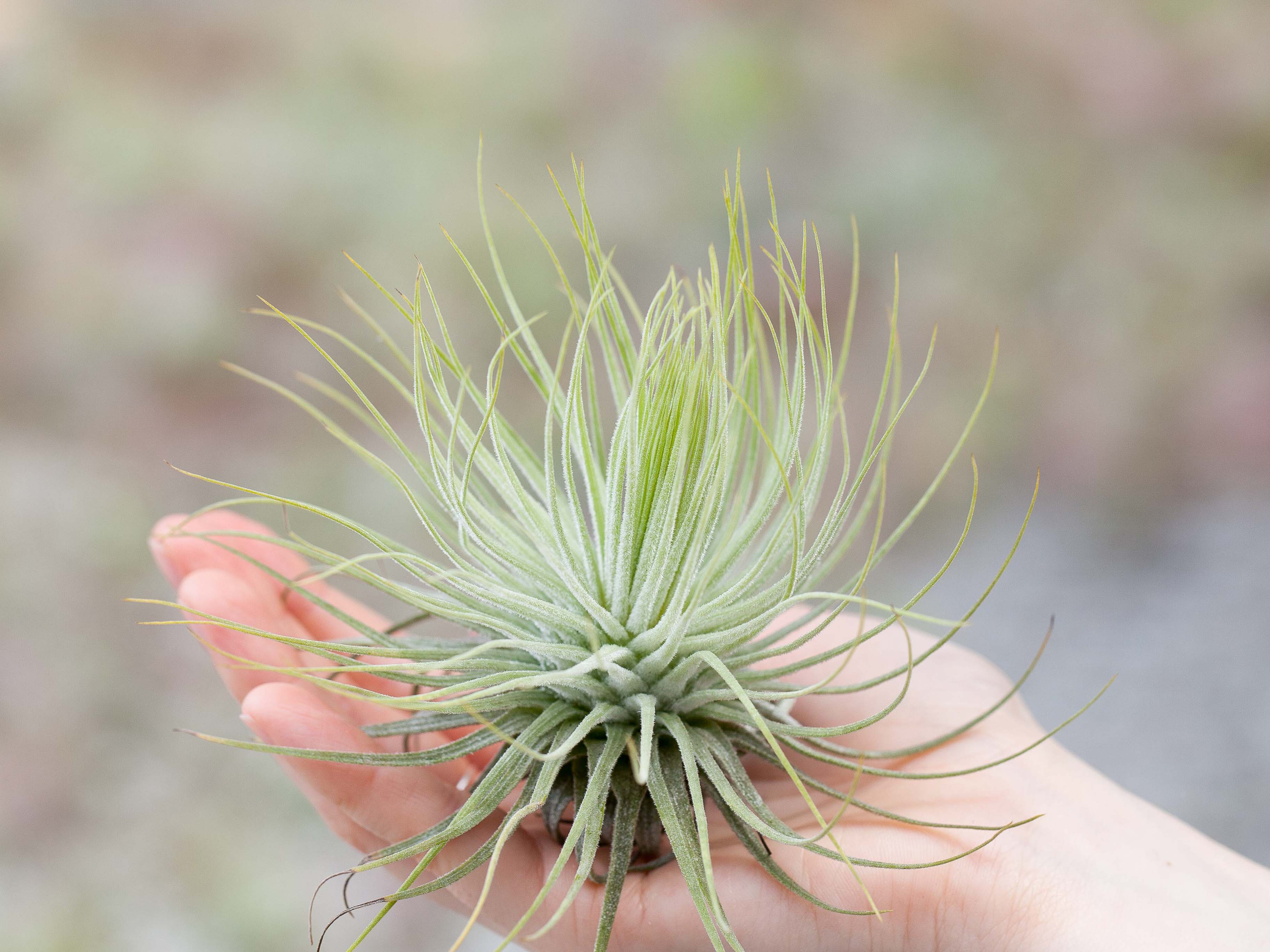 Wholesale: Tillandsia Magnusiana Air Plants - Image 3