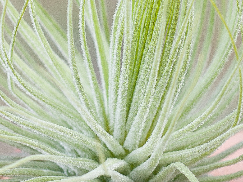 Wholesale: Tillandsia Magnusiana Air Plants - Image 4