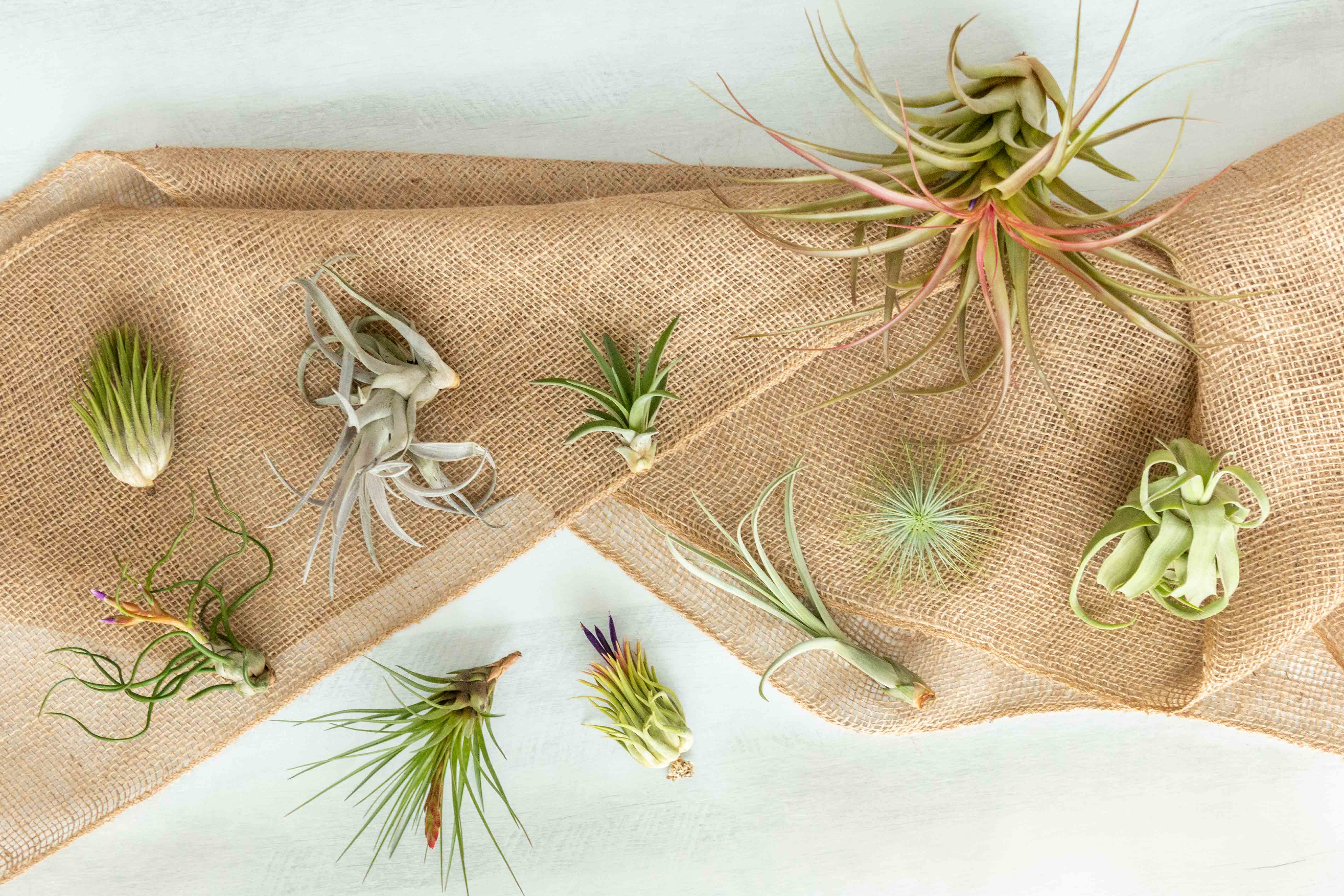 Wholesale: Tillandsia Grab Bag Variety of Small and Medium Plants