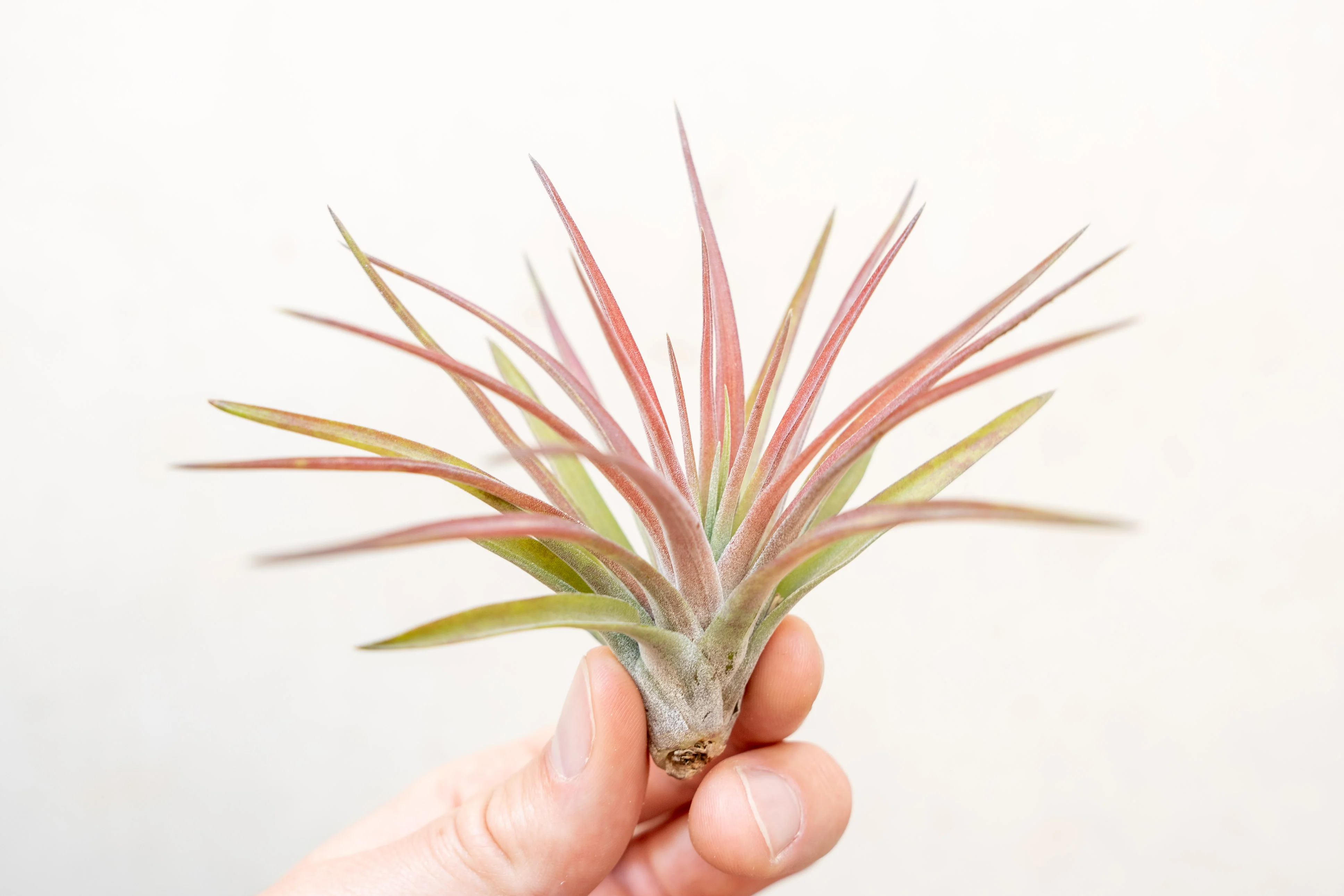 Wholesale: Tillandsia Velutina Air Plants