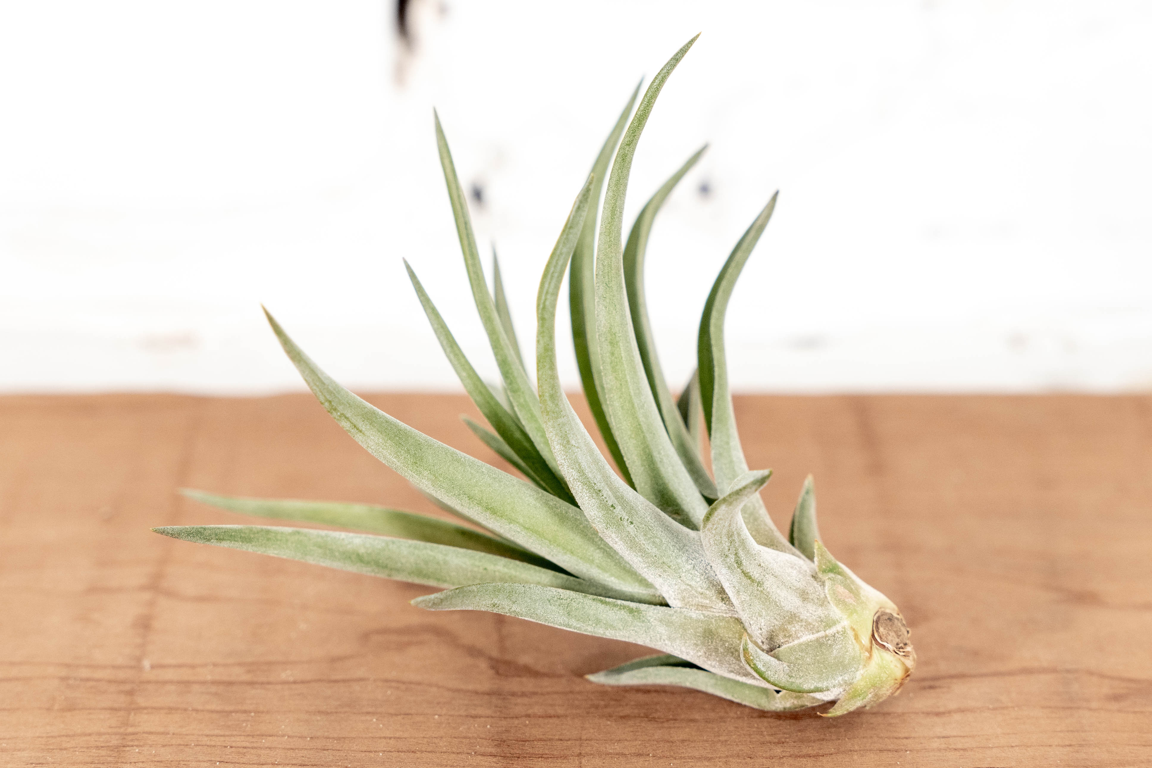 Wholesale: Tillandsia Velutina Air Plants - Image 3