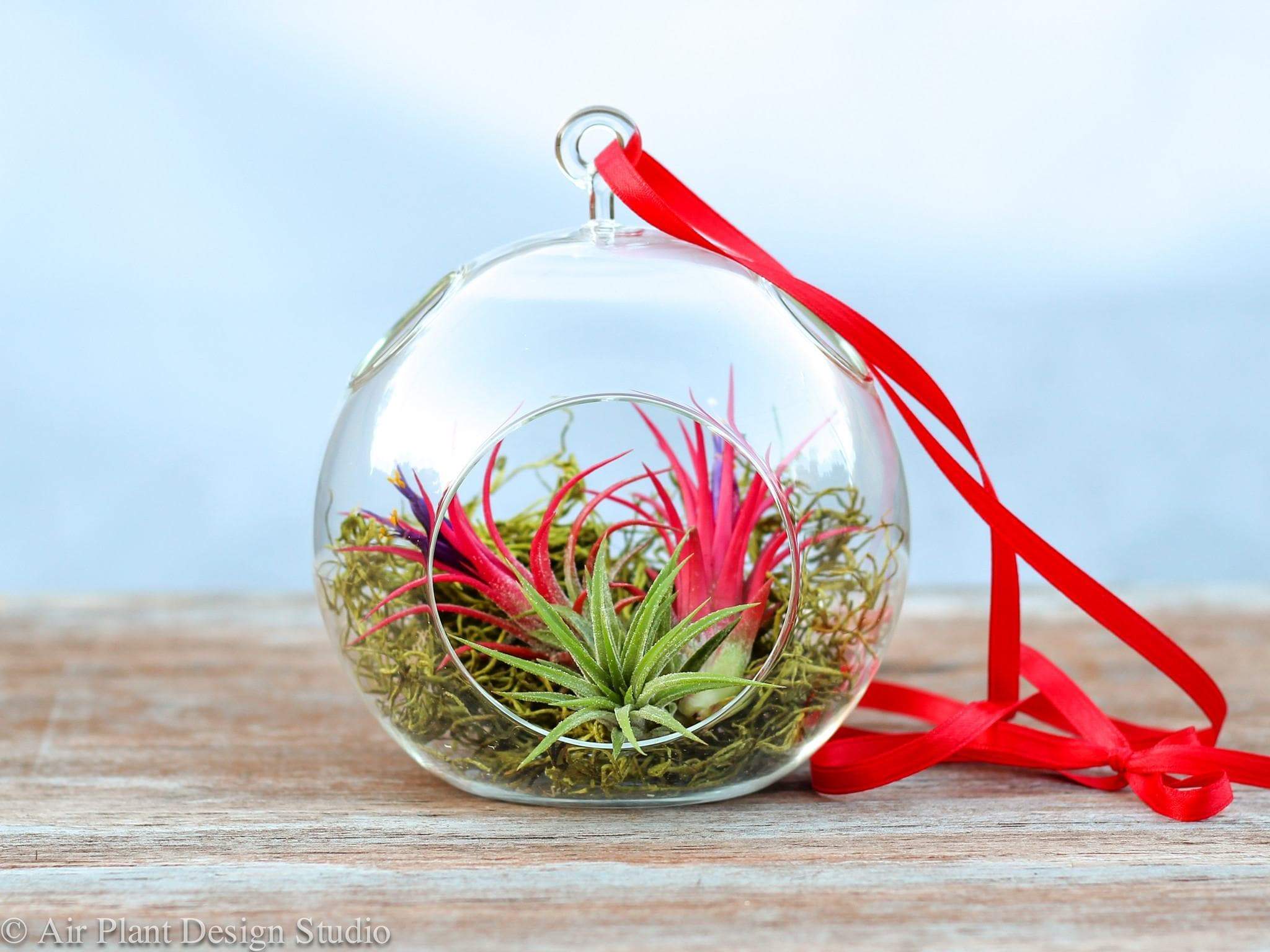 Wholesale: Vibrant Ornament with Tillandsia Ionantha Air Plants