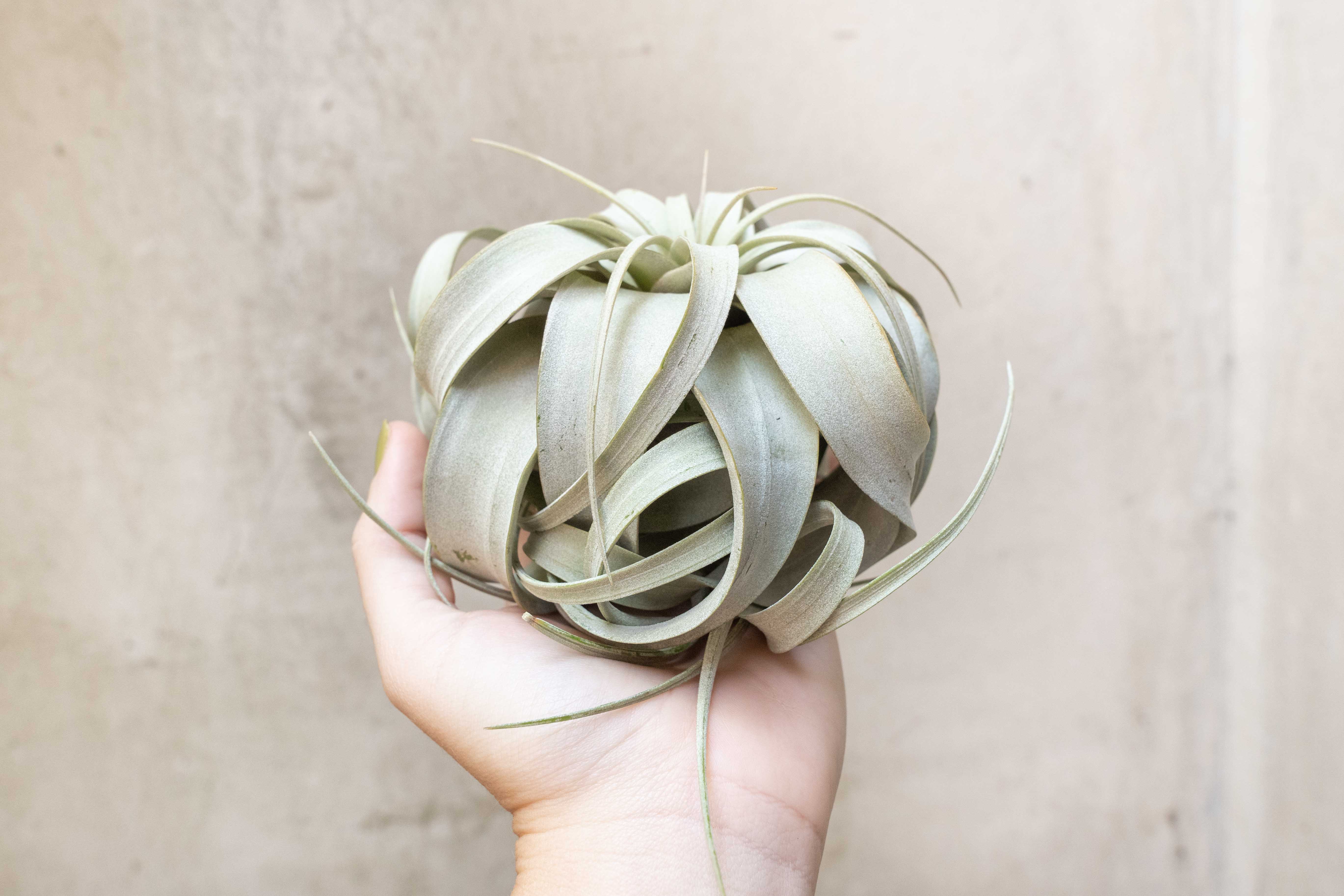 Wholesale: Medium Tillandsia Xerographica Air Plants | 5-6 Inch Plants - Image 3