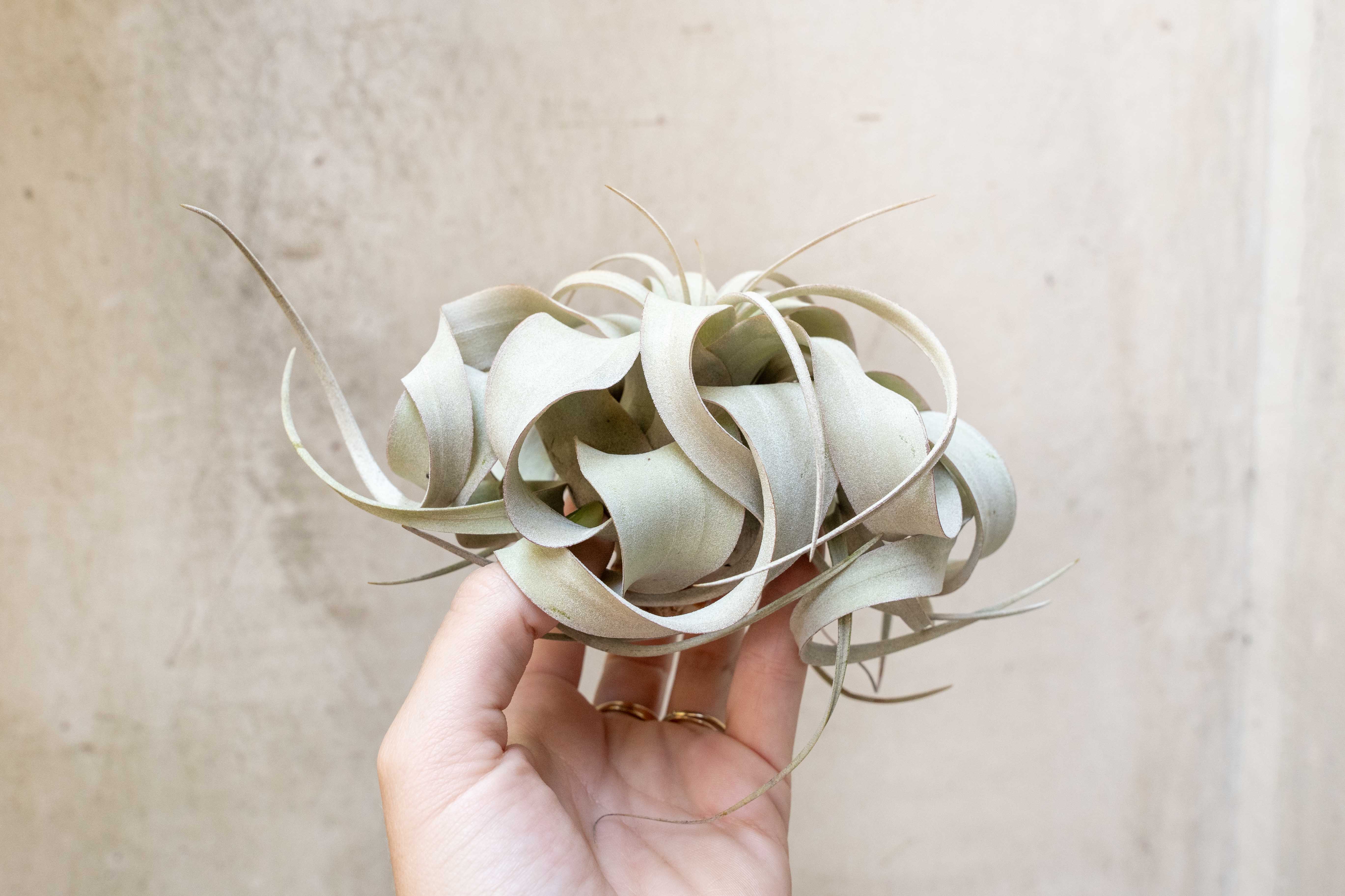 Wholesale: Small Tillandsia Xerographica Air Plants | 3-5 Inch Plants - Image 3