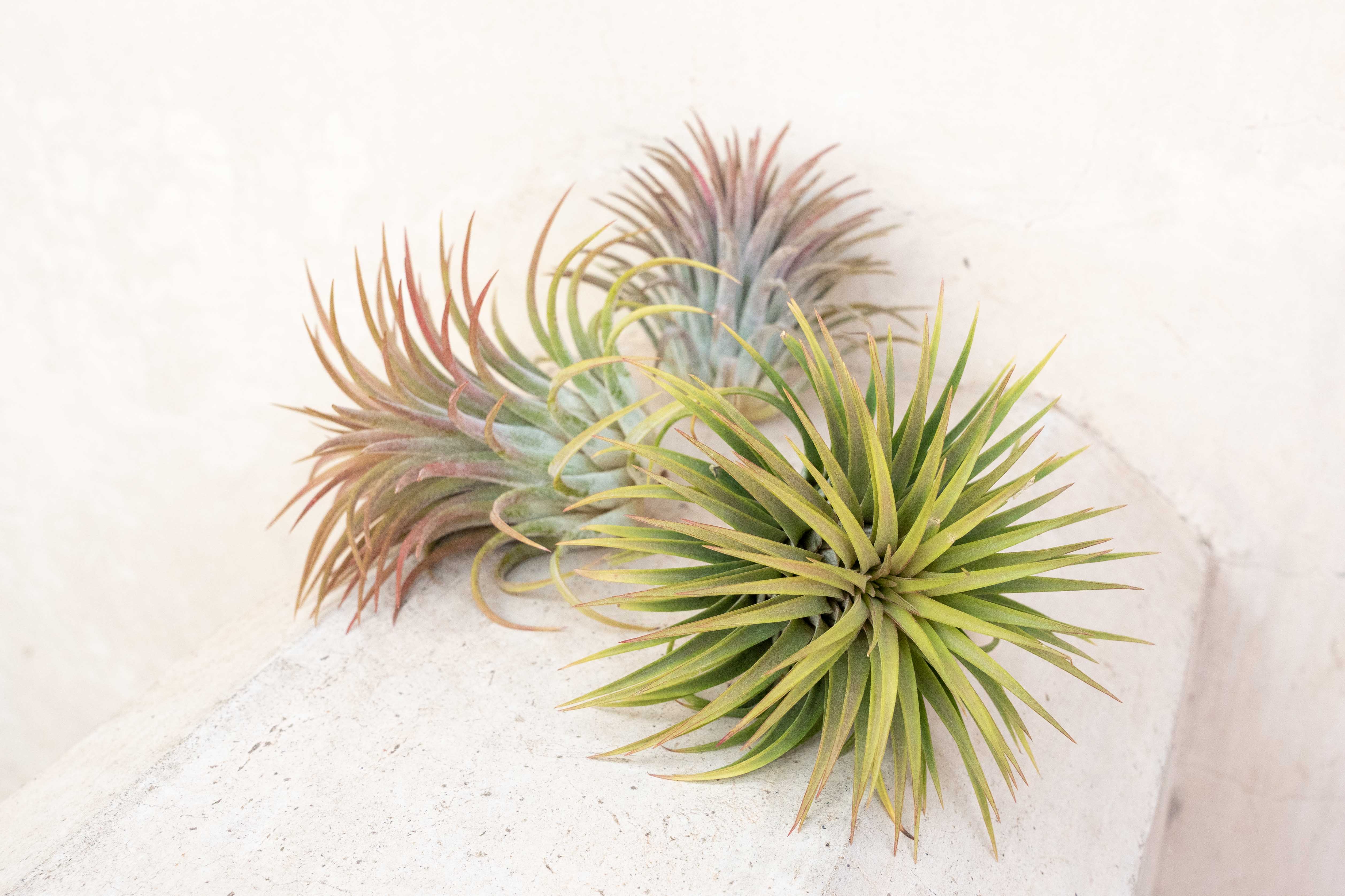 Wholesale: XL Tillandsia Ionantha Rubra Air Plants - Image 3