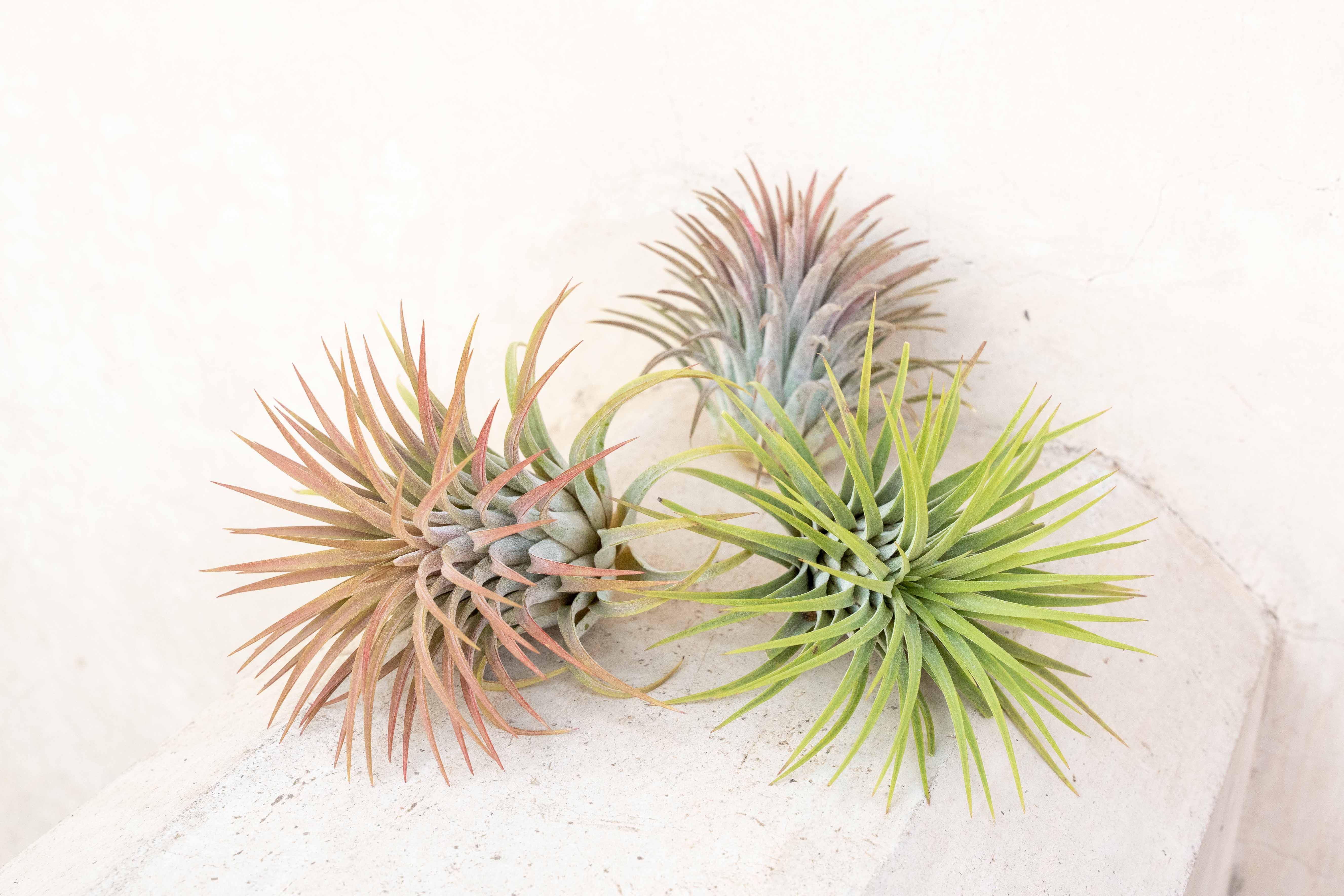 Wholesale: XL Tillandsia Ionantha Rubra Air Plants - Image 4