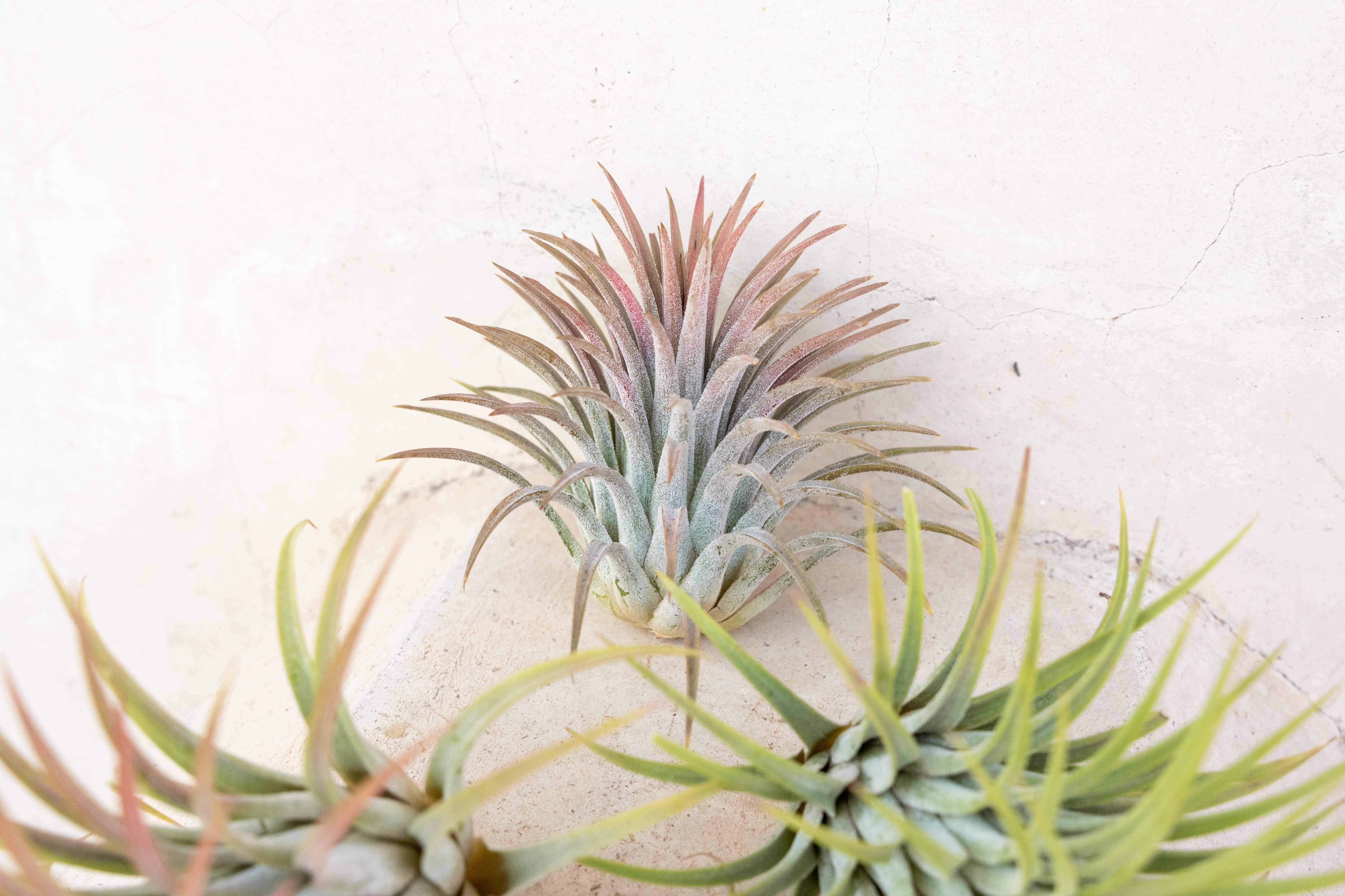 Wholesale: XL Tillandsia Ionantha Rubra Air Plants - Image 5