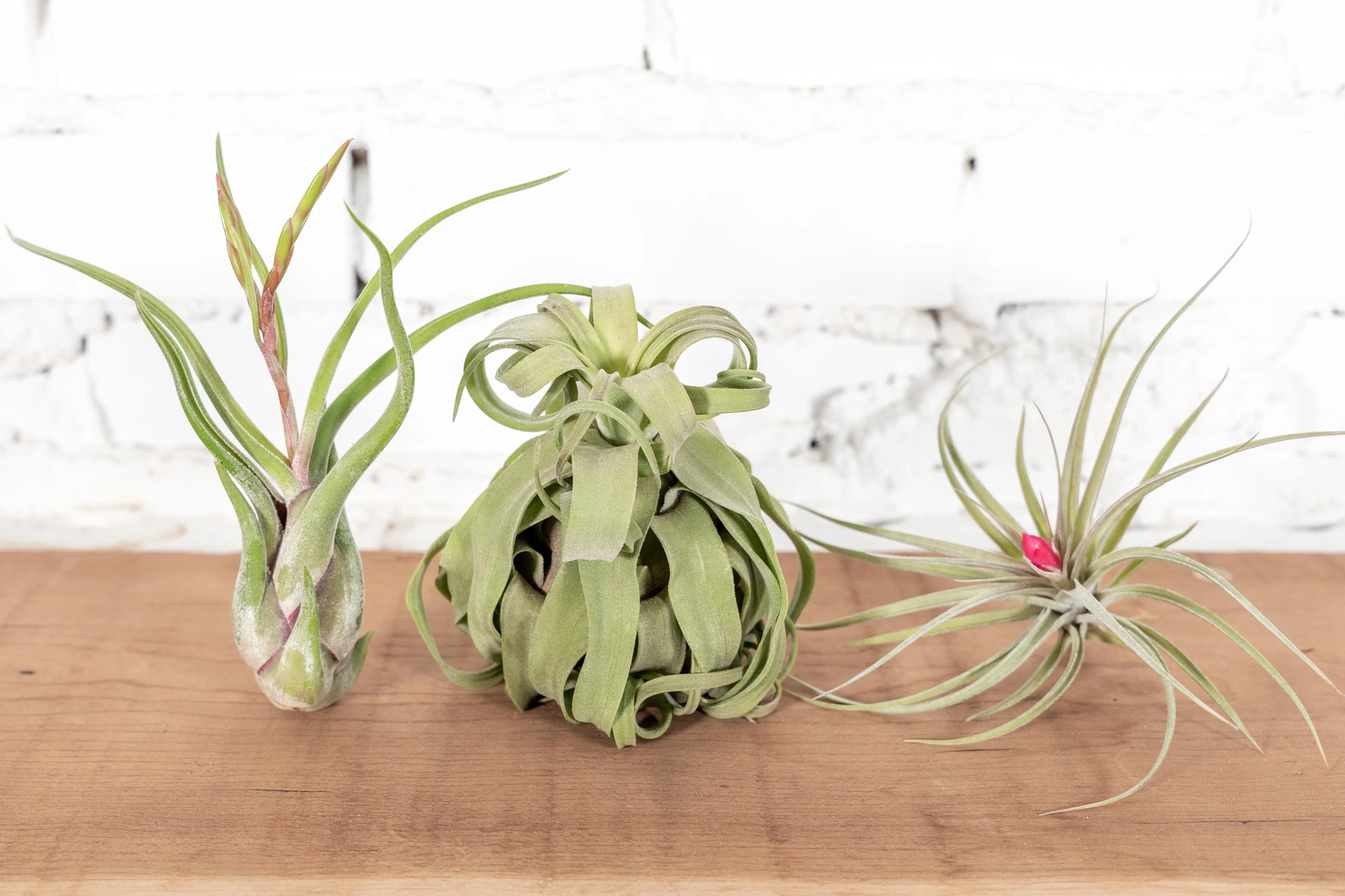 Wild Ones Trio Tillandsia Air Plant Pack
