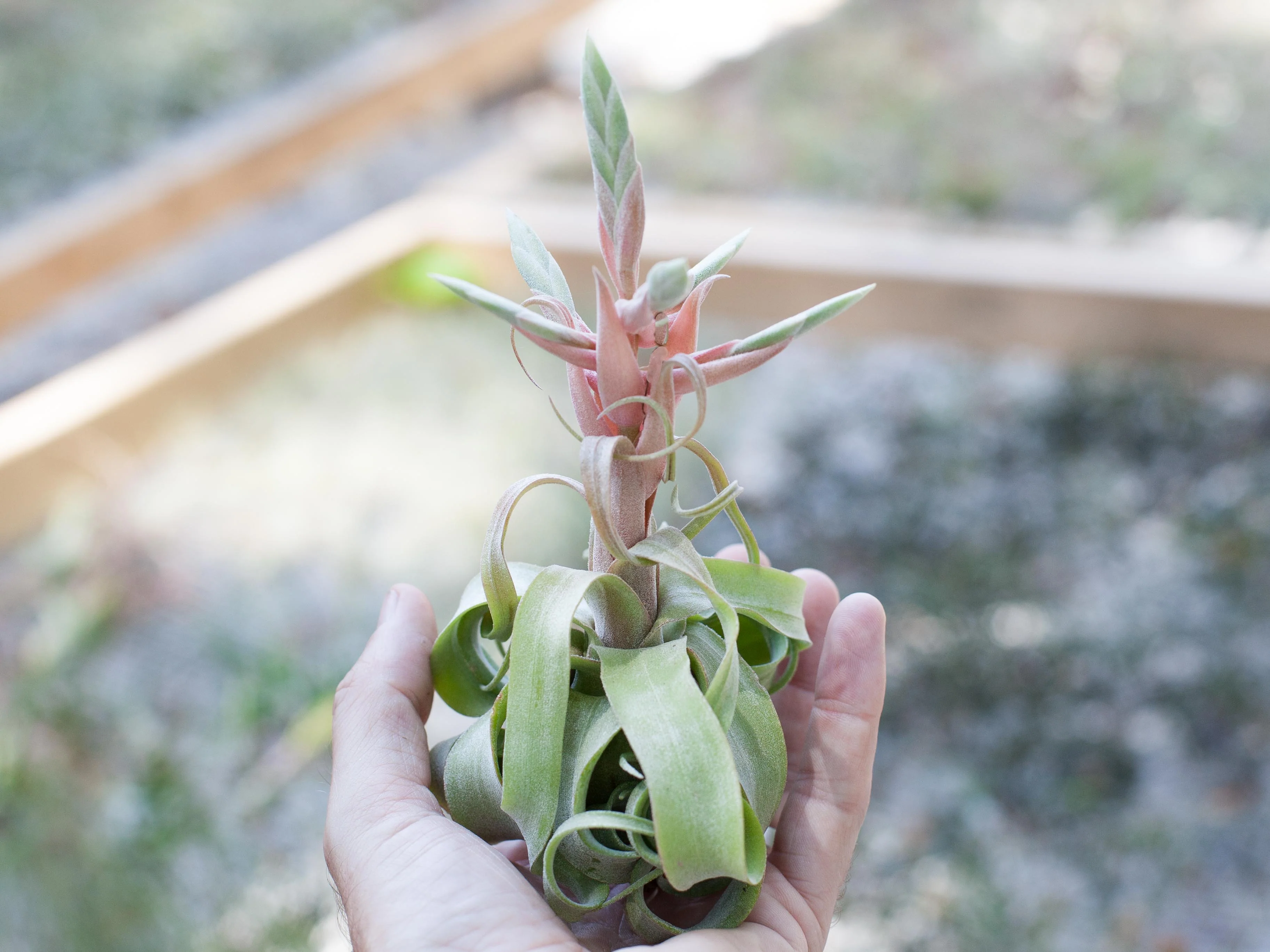Wild Ones Trio Tillandsia Air Plant Pack - Image 2