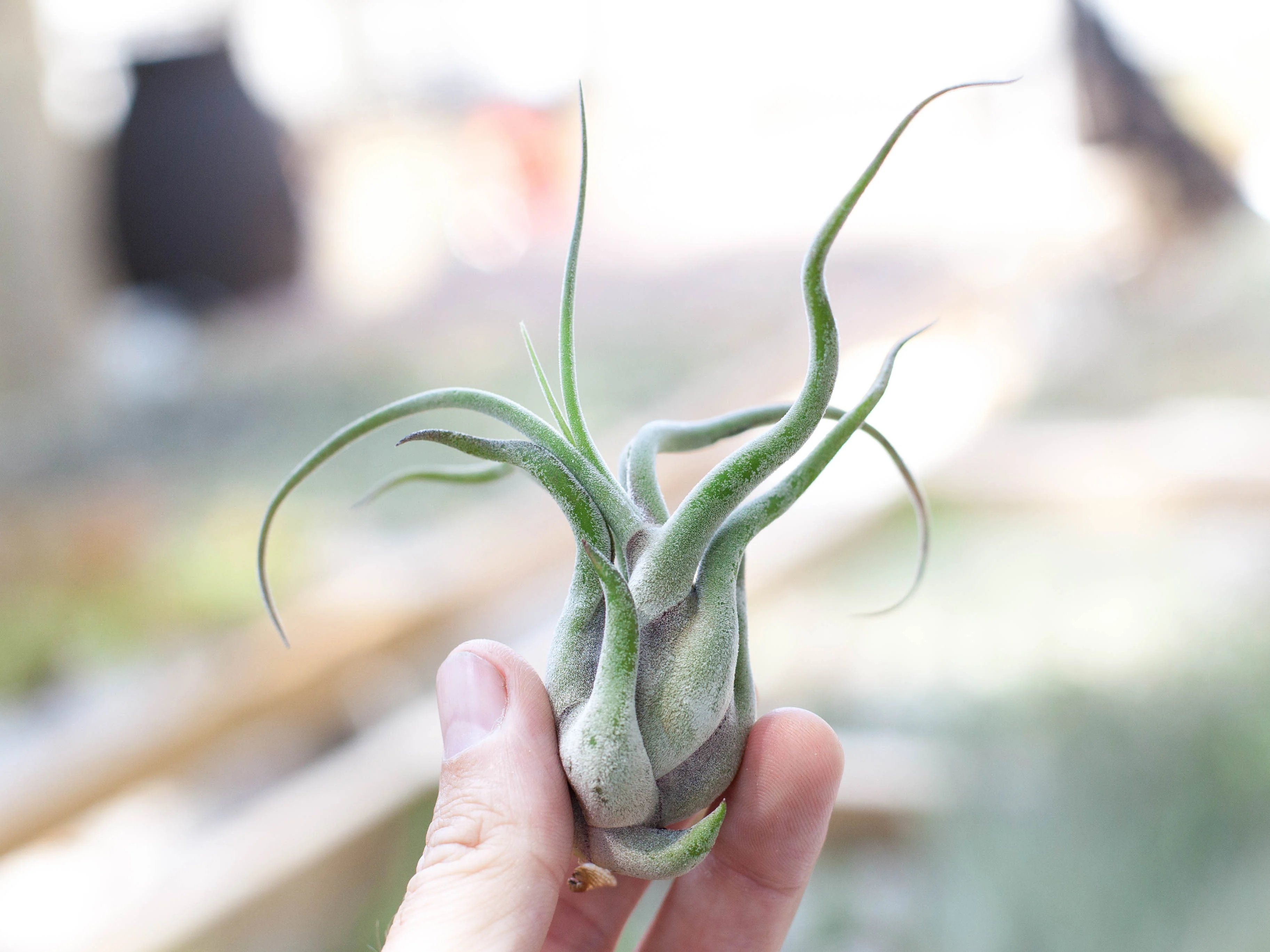 Wild Ones Trio Tillandsia Air Plant Pack - Image 3