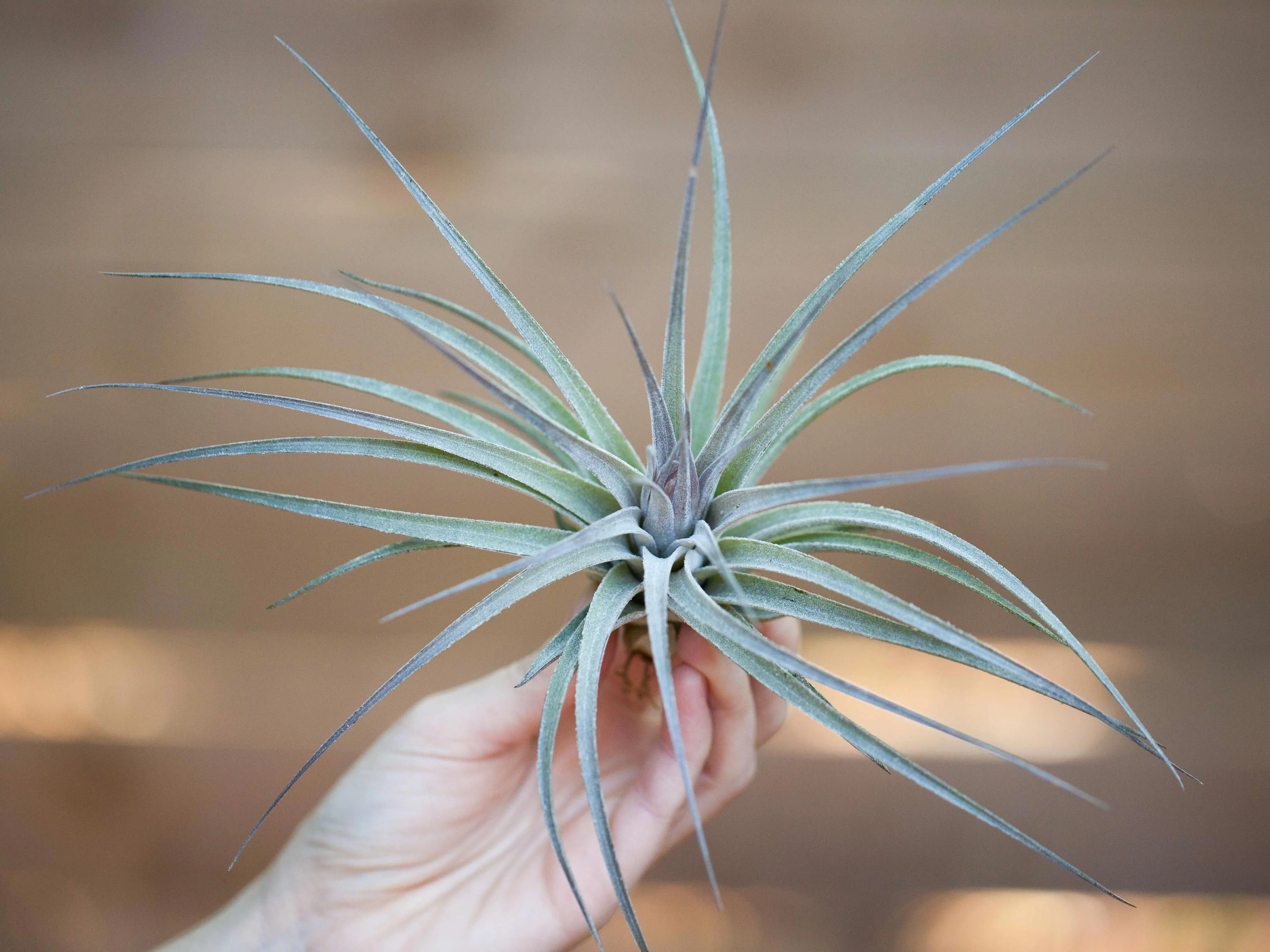 Wild Ones Trio Tillandsia Air Plant Pack - Image 4