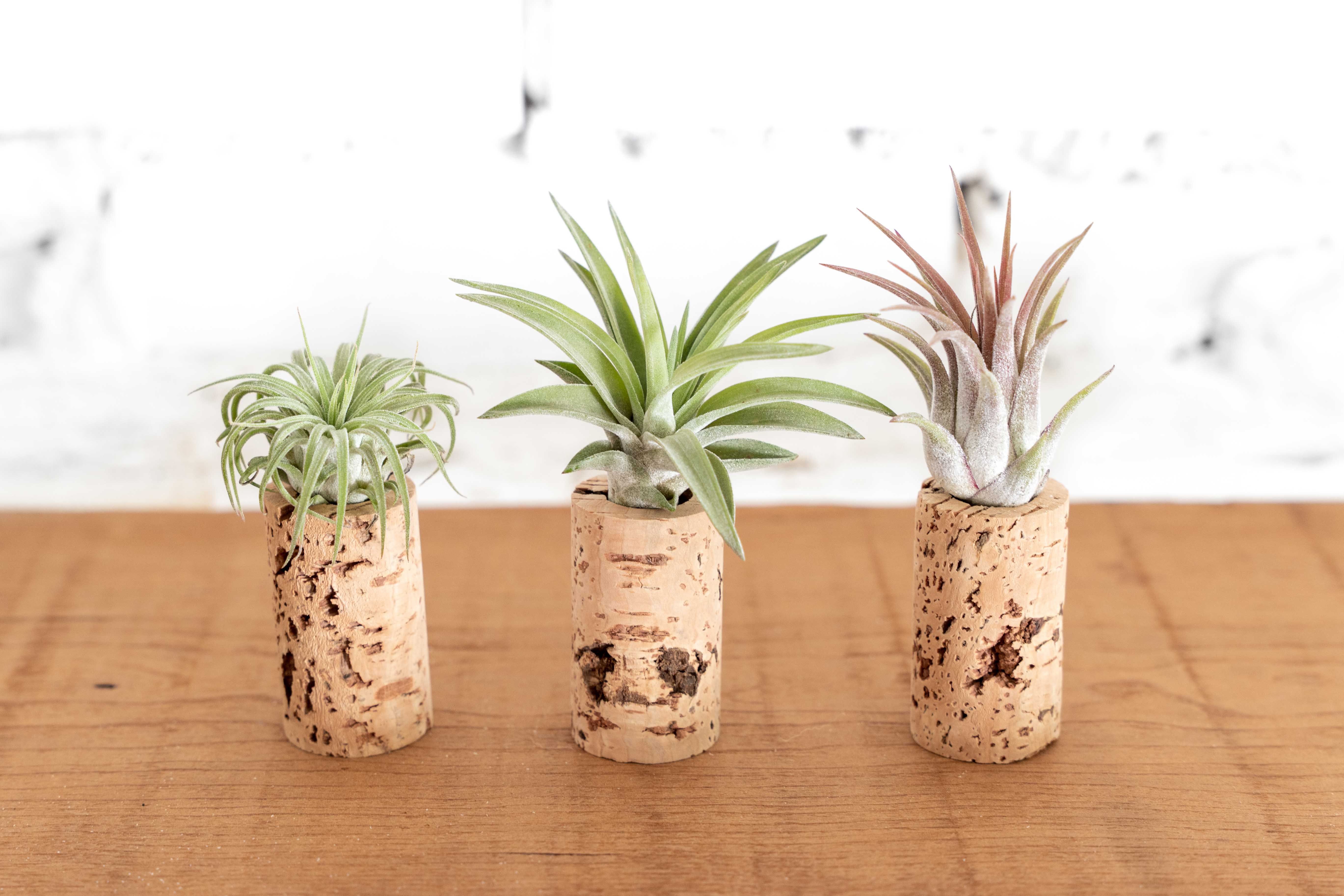 Wine Cork Planter with Tillandsia Air Plants - Image 6
